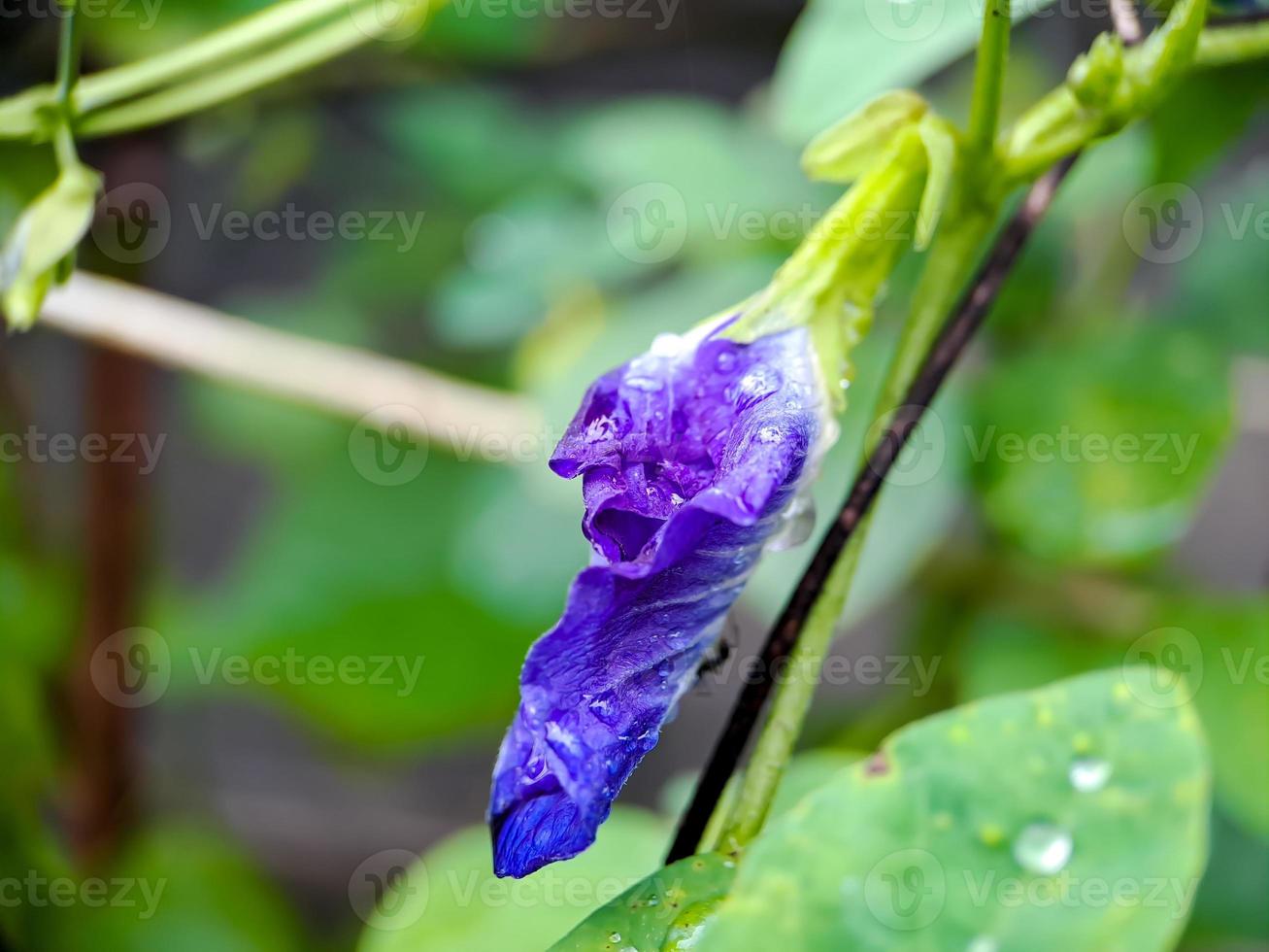 macro butterfly pea flower blue pea, bluebellvine, cordofan pea, clitoria ternatea with green leaves isolated on blur background. in a bright early morning shot.t photo