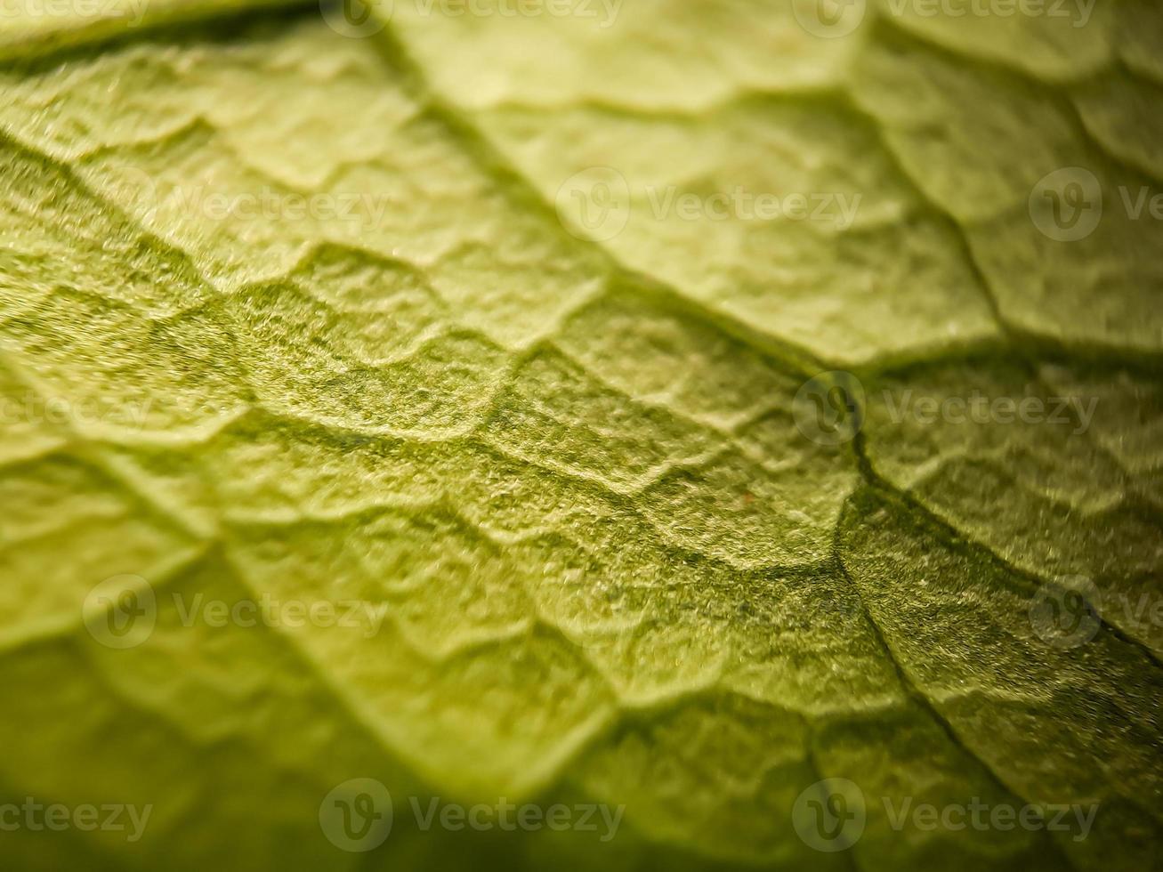 macro texture of green bougainvillea leaves, suitable for wallpaper background. photo