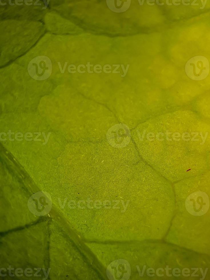 macro texture of green bougainvillea leaves, suitable for wallpaper background. photo