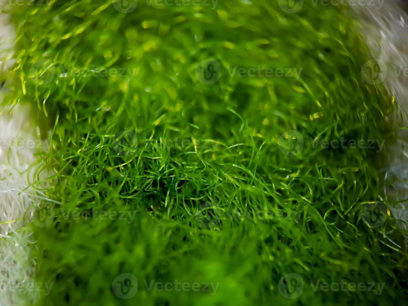 macro texture of green and white home carpet fabric, suitable for wallpaper background. photo