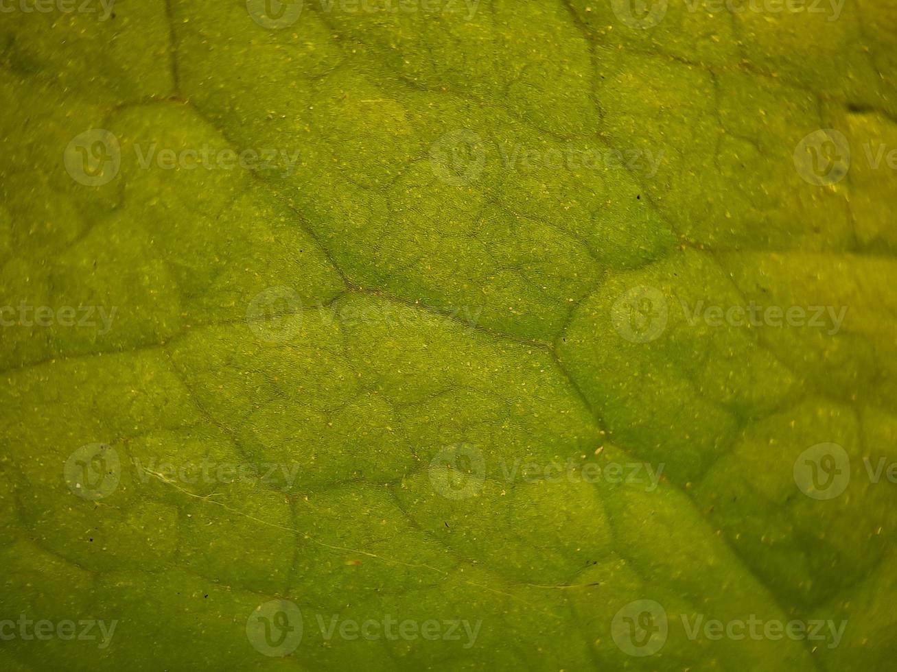 macro texture of green bougainvillea leaves, suitable for wallpaper background. photo