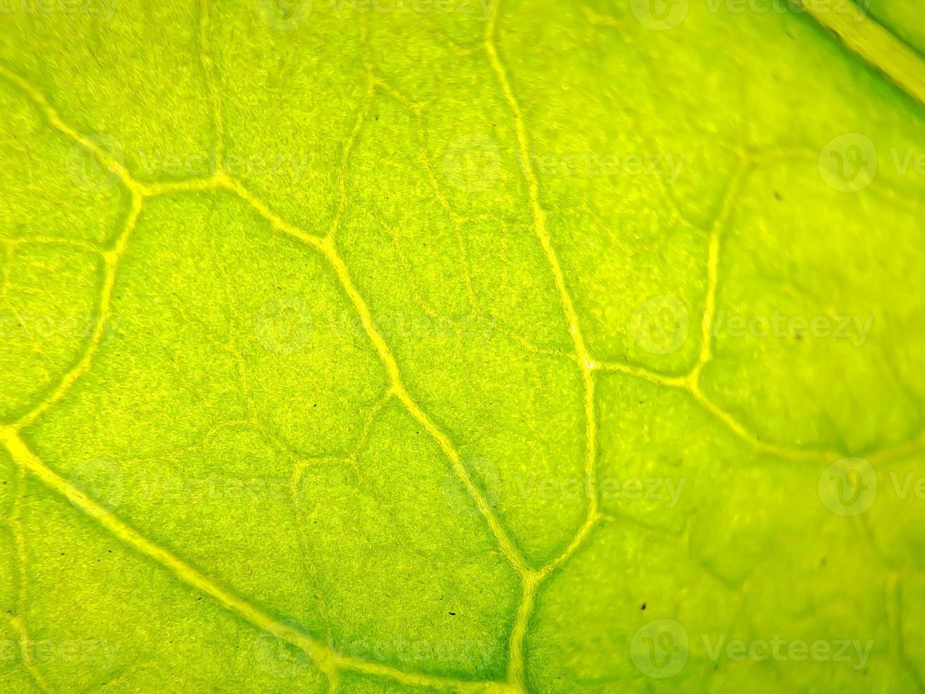 macro texture of green bougainvillea leaves, suitable for wallpaper background. photo
