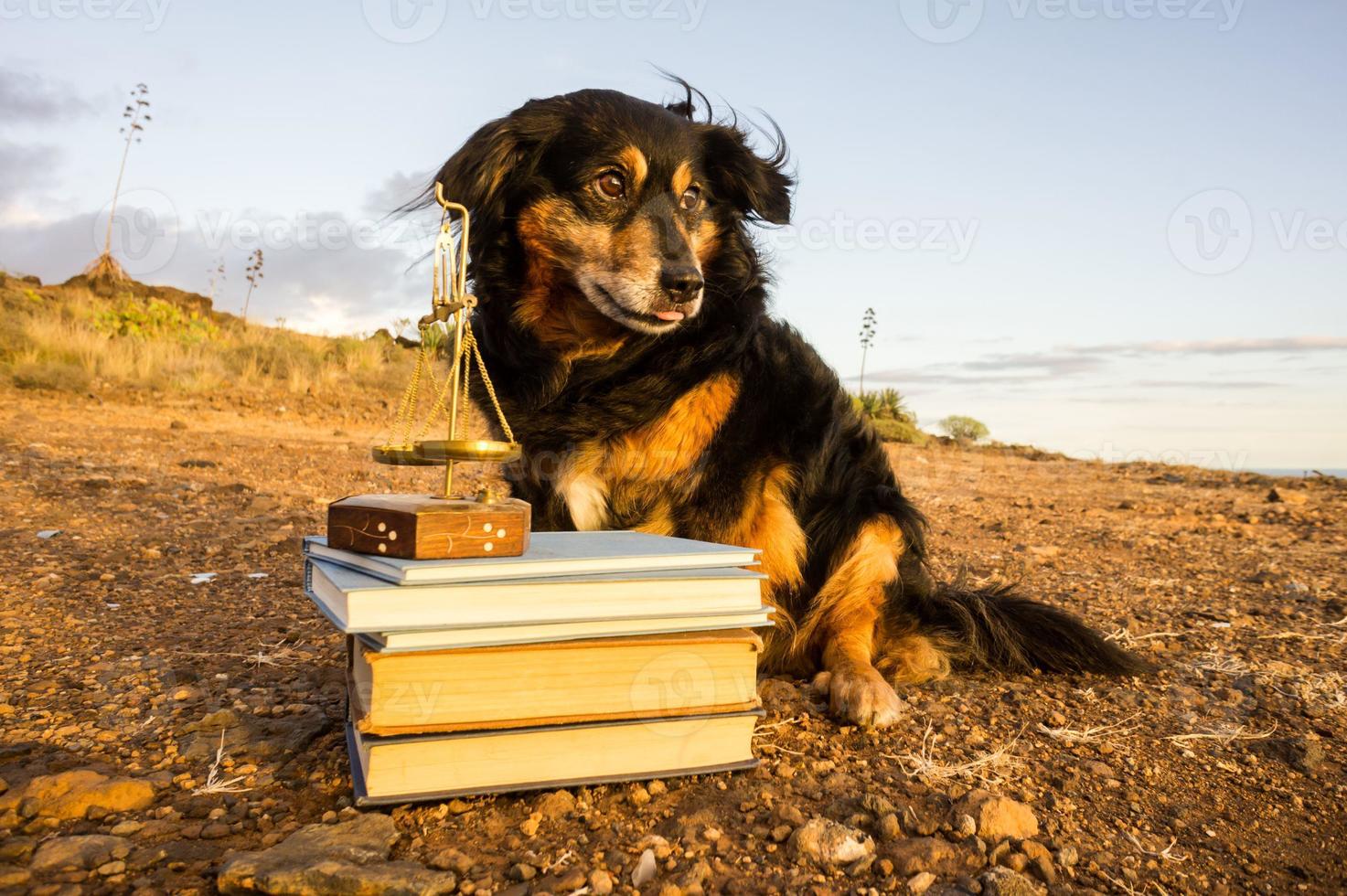 Cute dog outdoors with pile of books photo