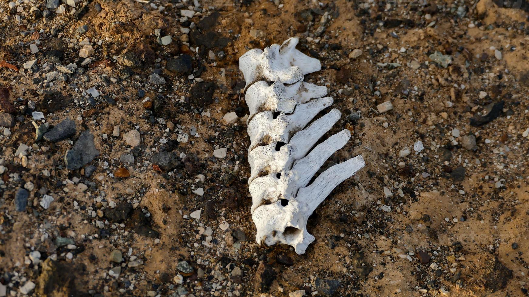 Bones in desert photo
