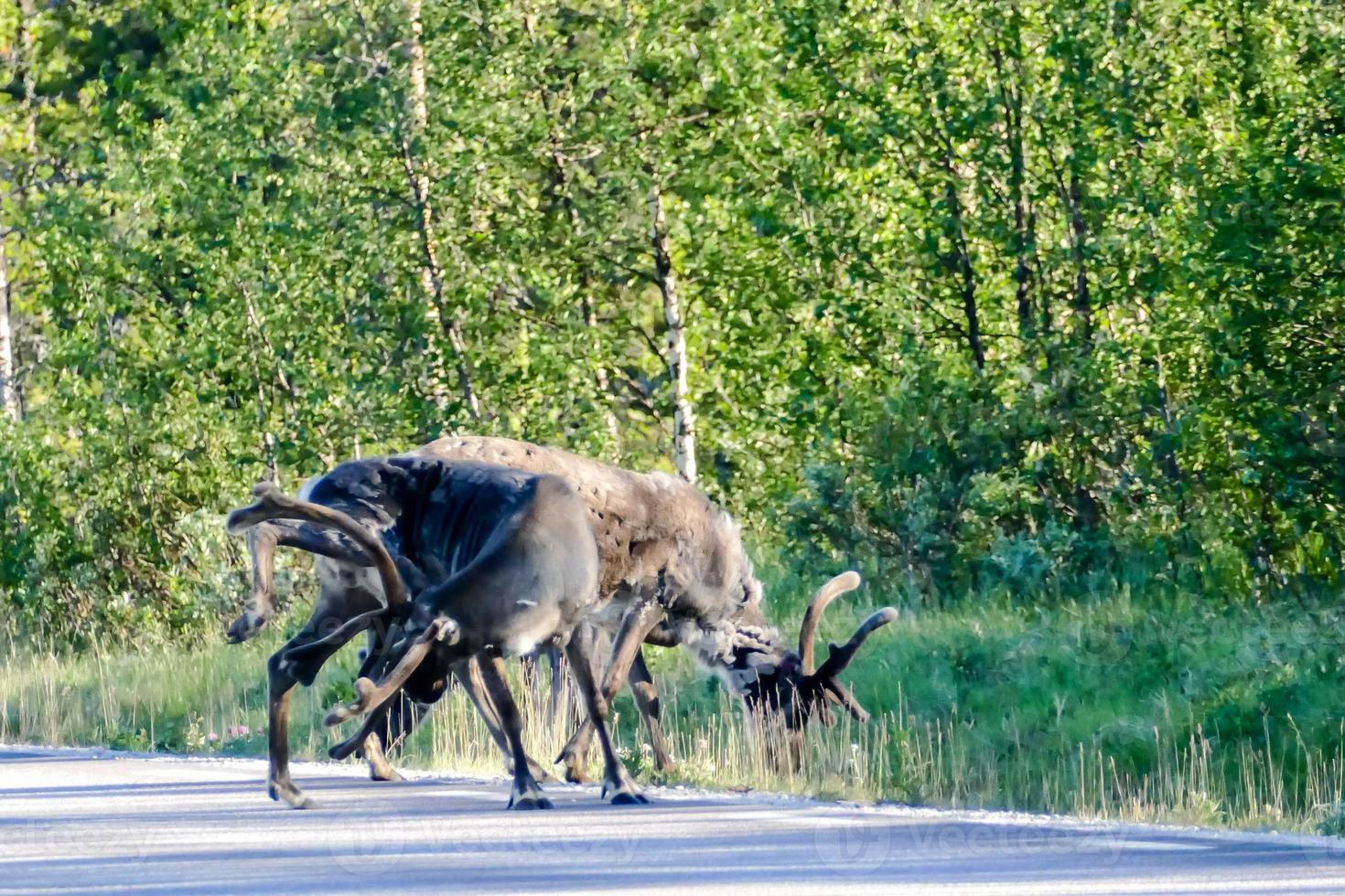 Reindeer in landscape photo