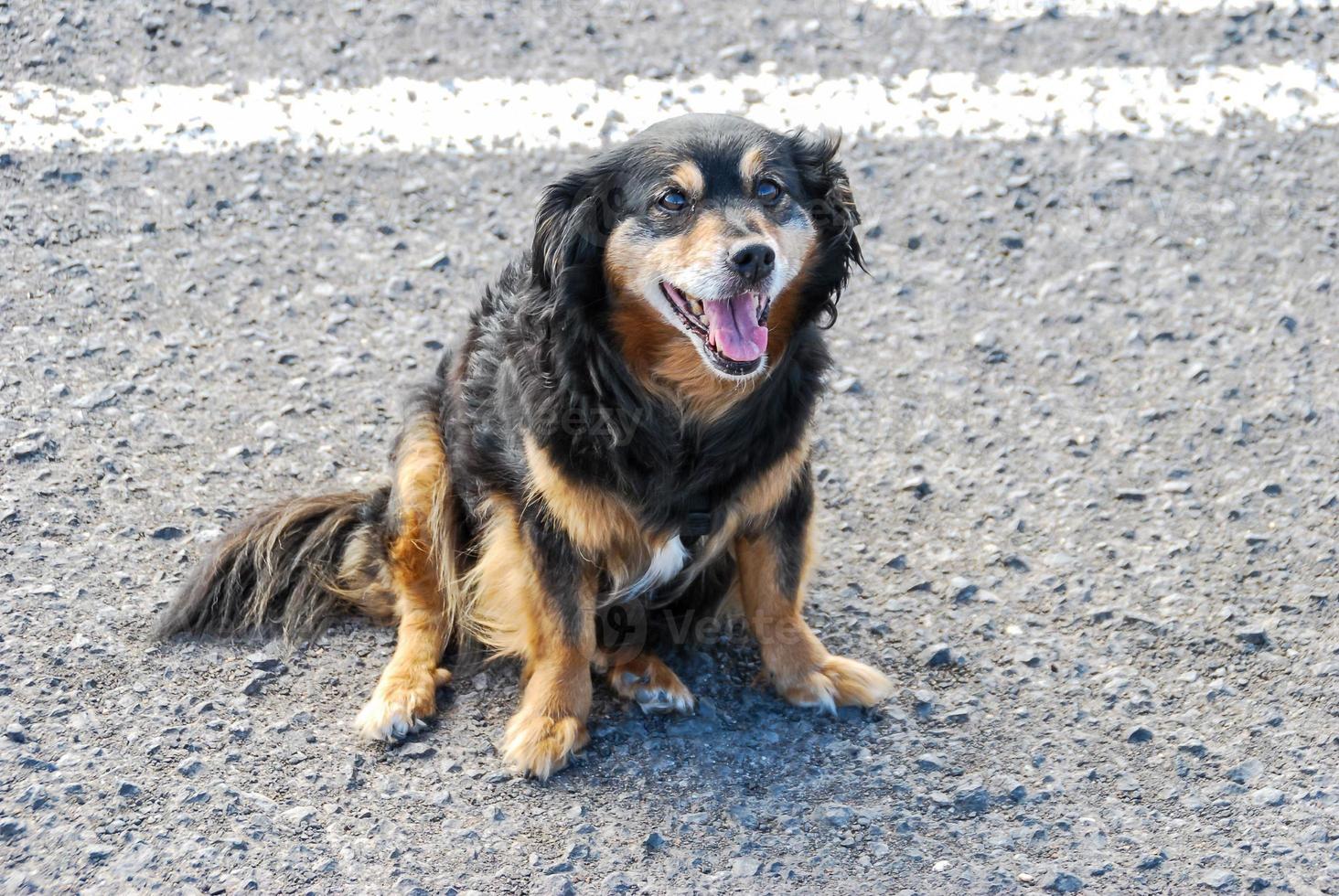Dog on a beach photo