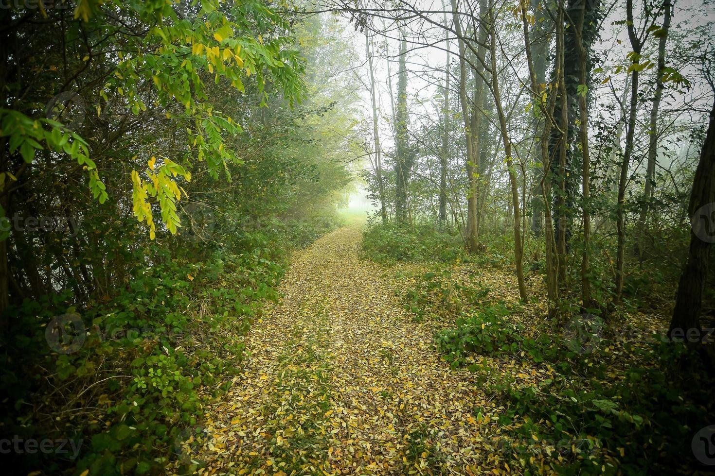 Path in the woods photo