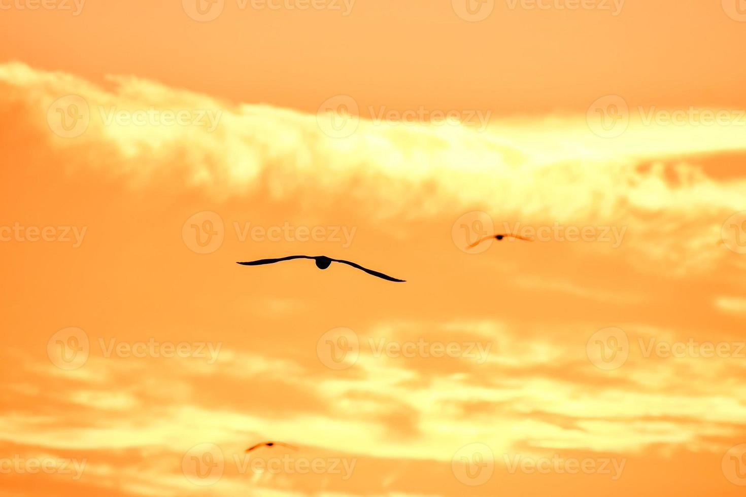 Birds in the sky photo