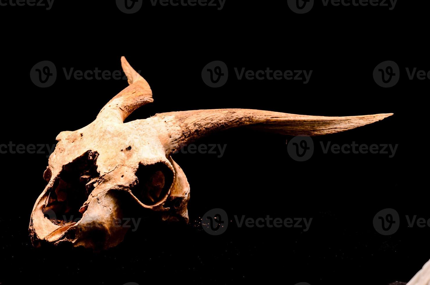 Ram skull close-ip photo