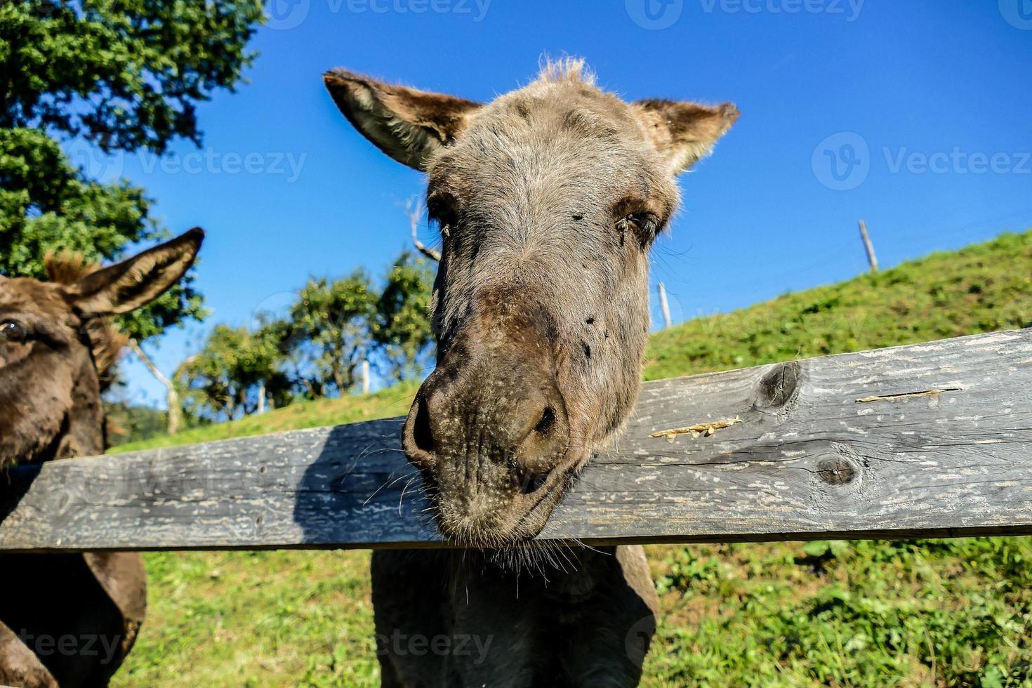 burros contra valla foto