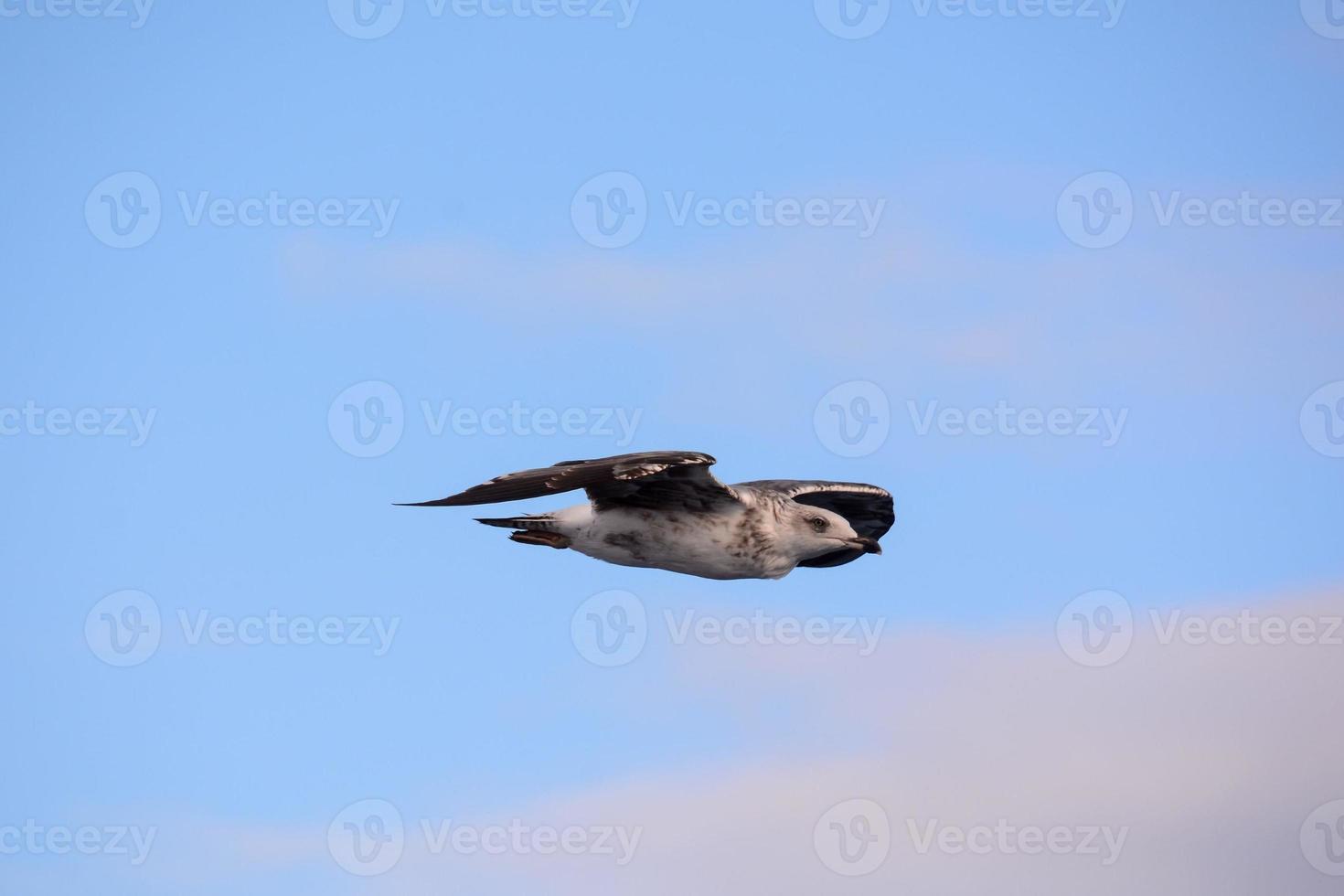 Bird in sky photo