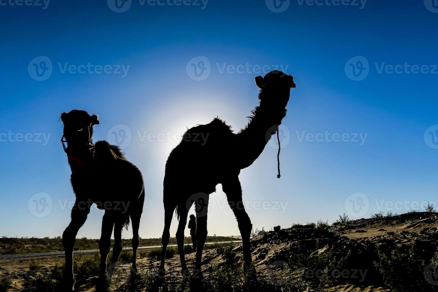 Morroco camels outside photo