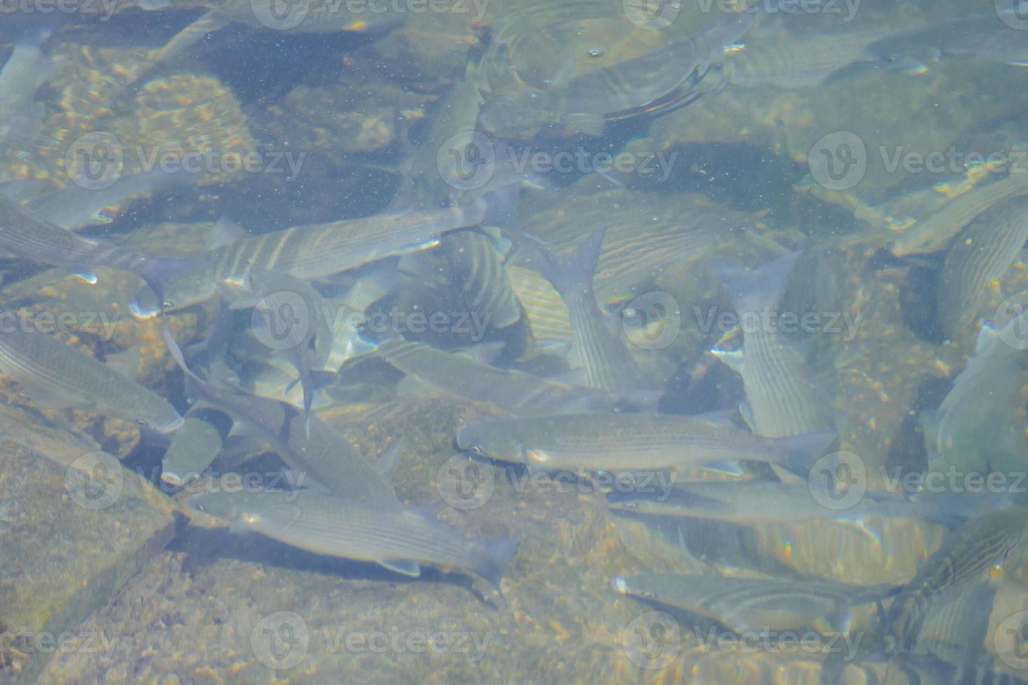 Water texture background photo