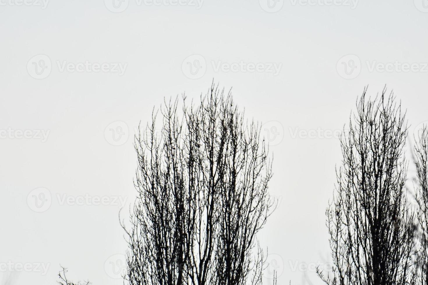 Grey sky behind the trees photo