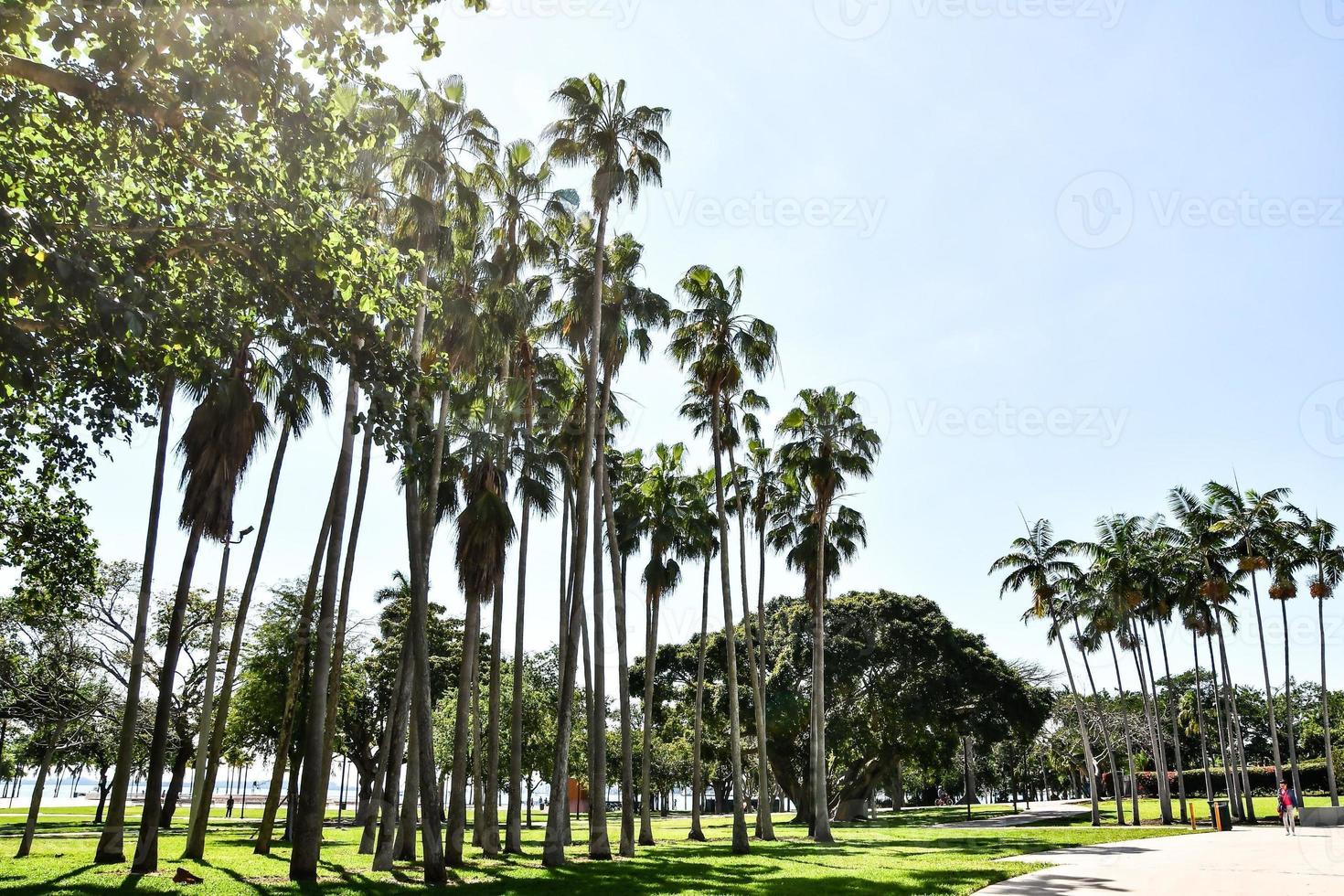 Palm trees in Miami photo
