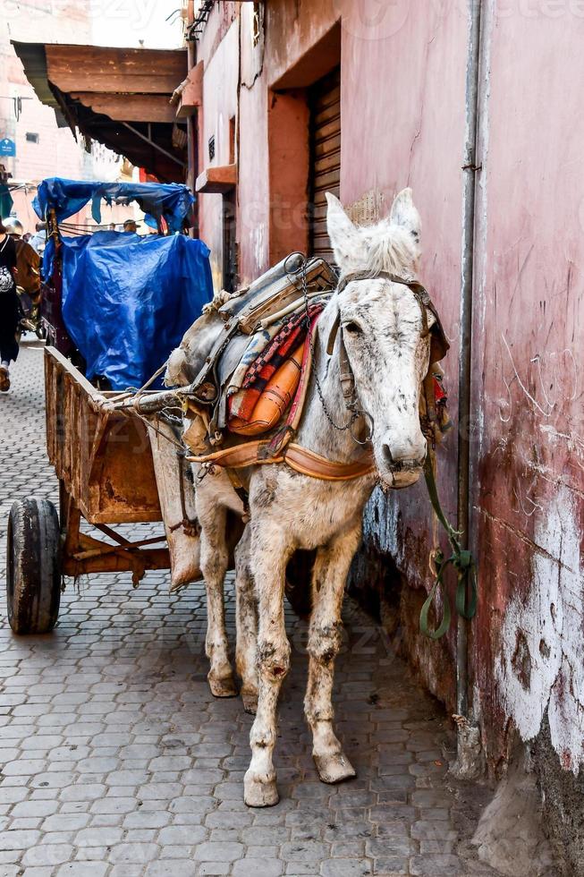 Horse and carriage photo