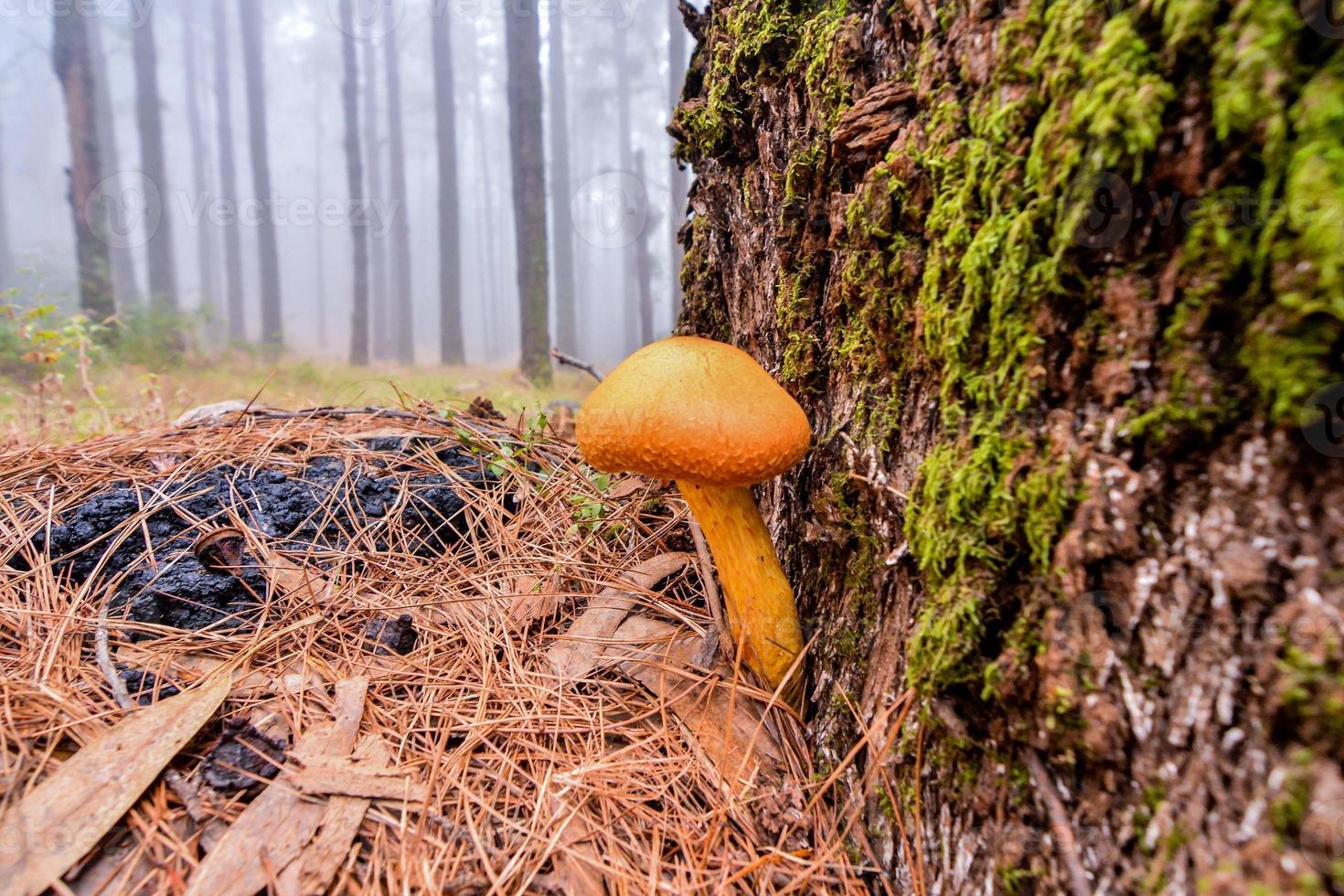 Mushroom in forest photo