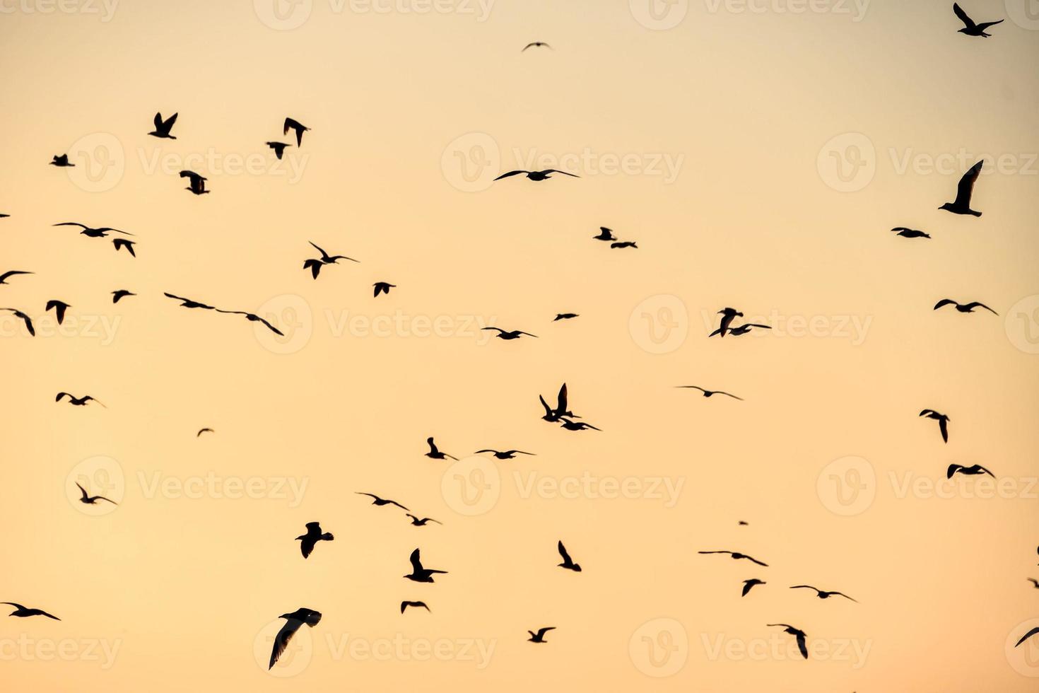 Flock of birds photo