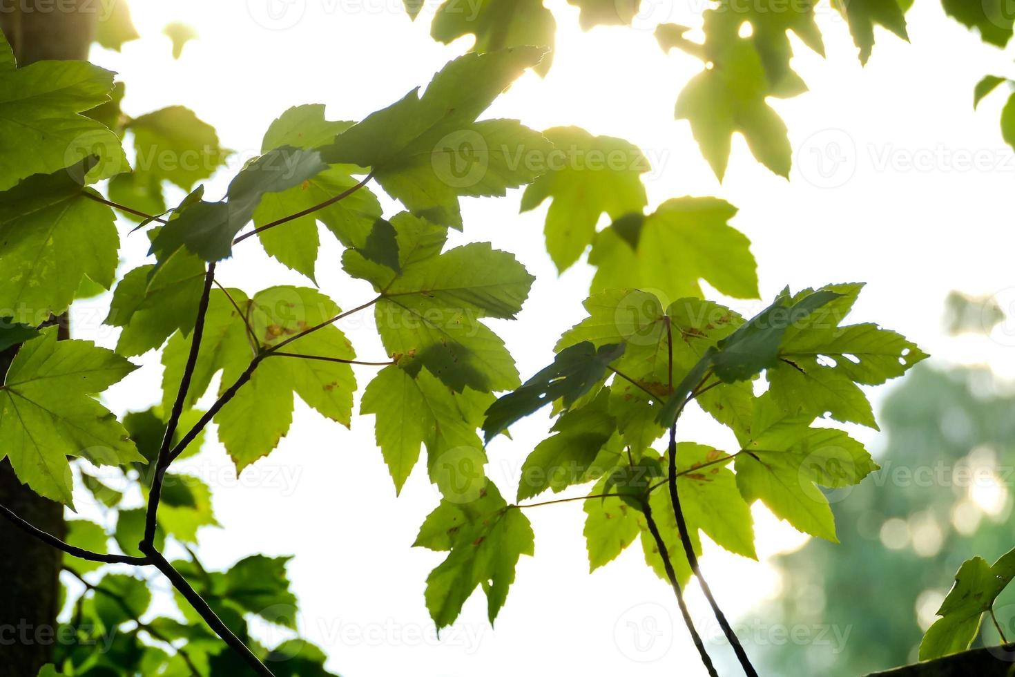 Leaves in sunlight photo