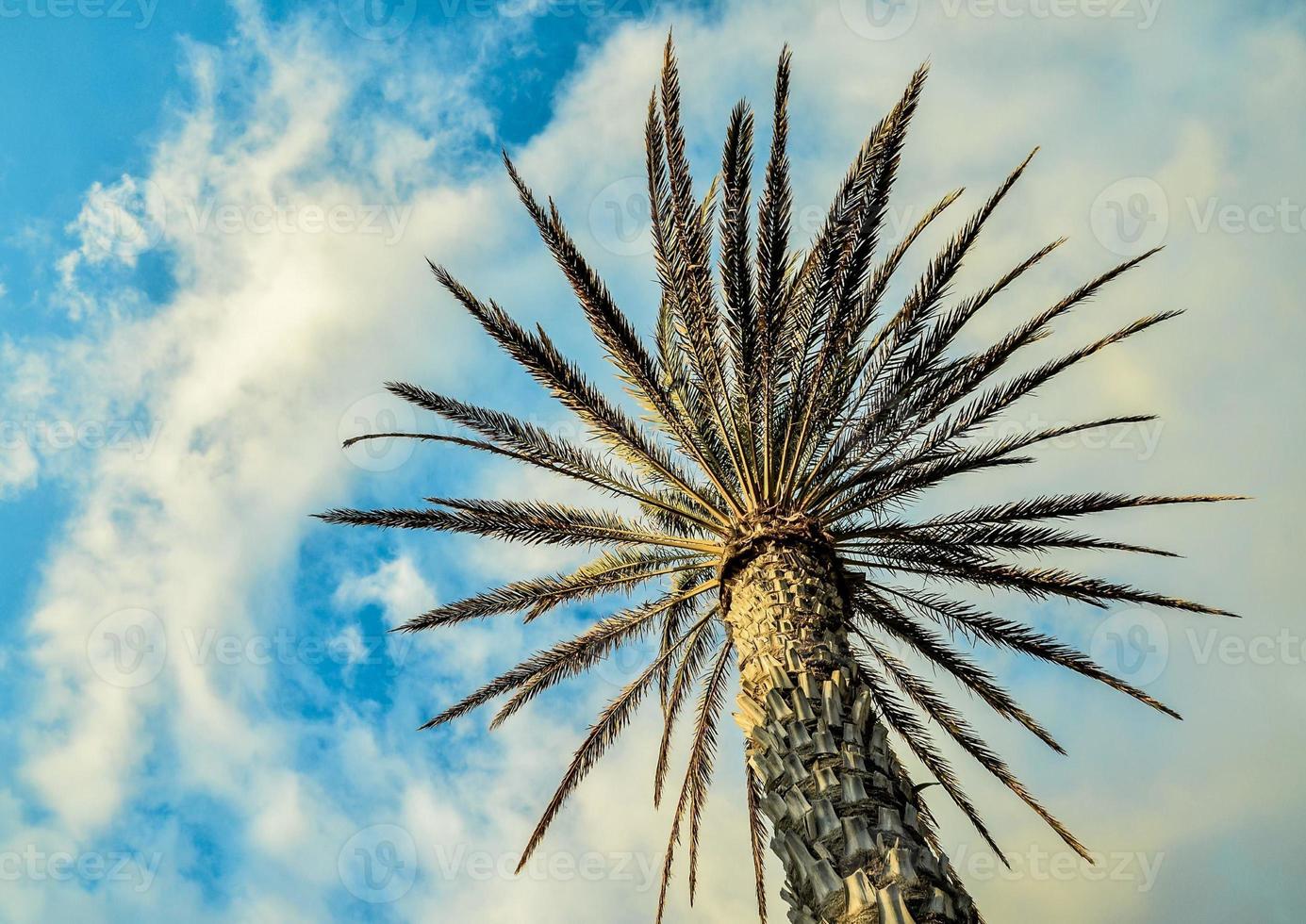 vista de la palmera foto