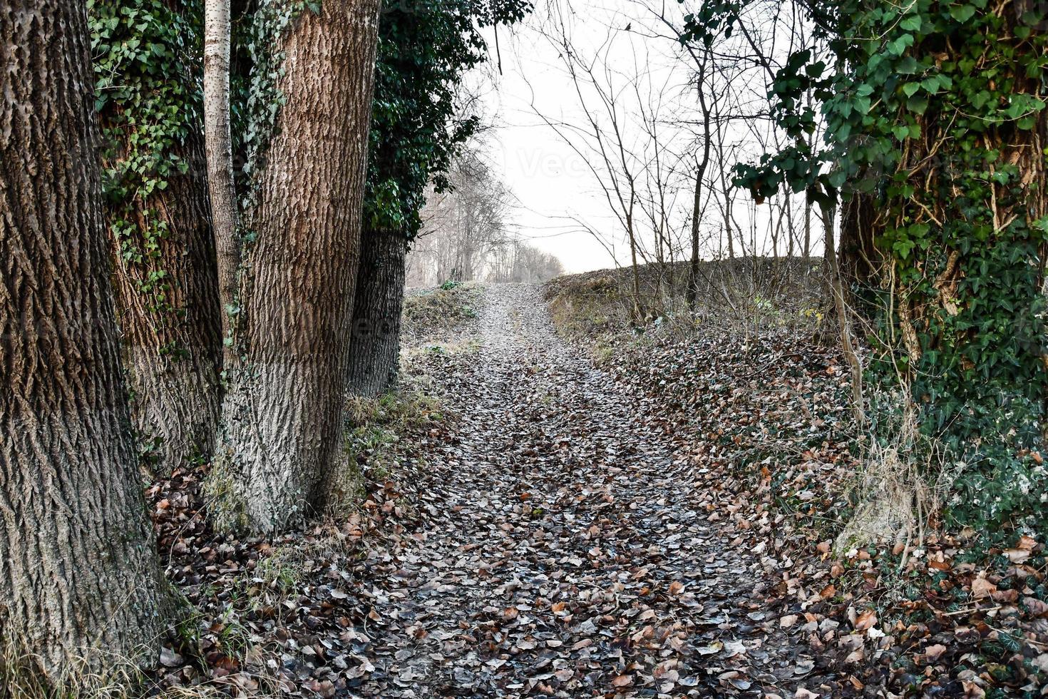 Trees along path photo