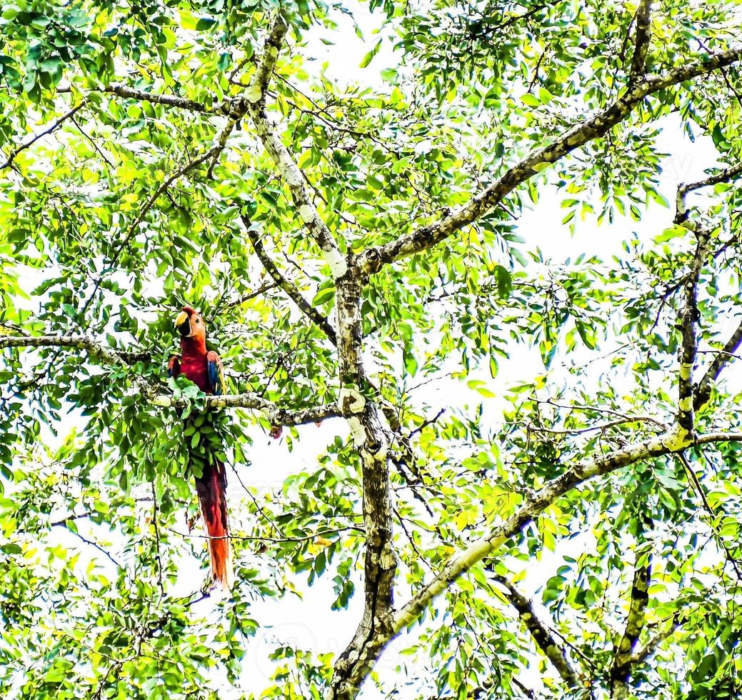 una guacamaya roja foto