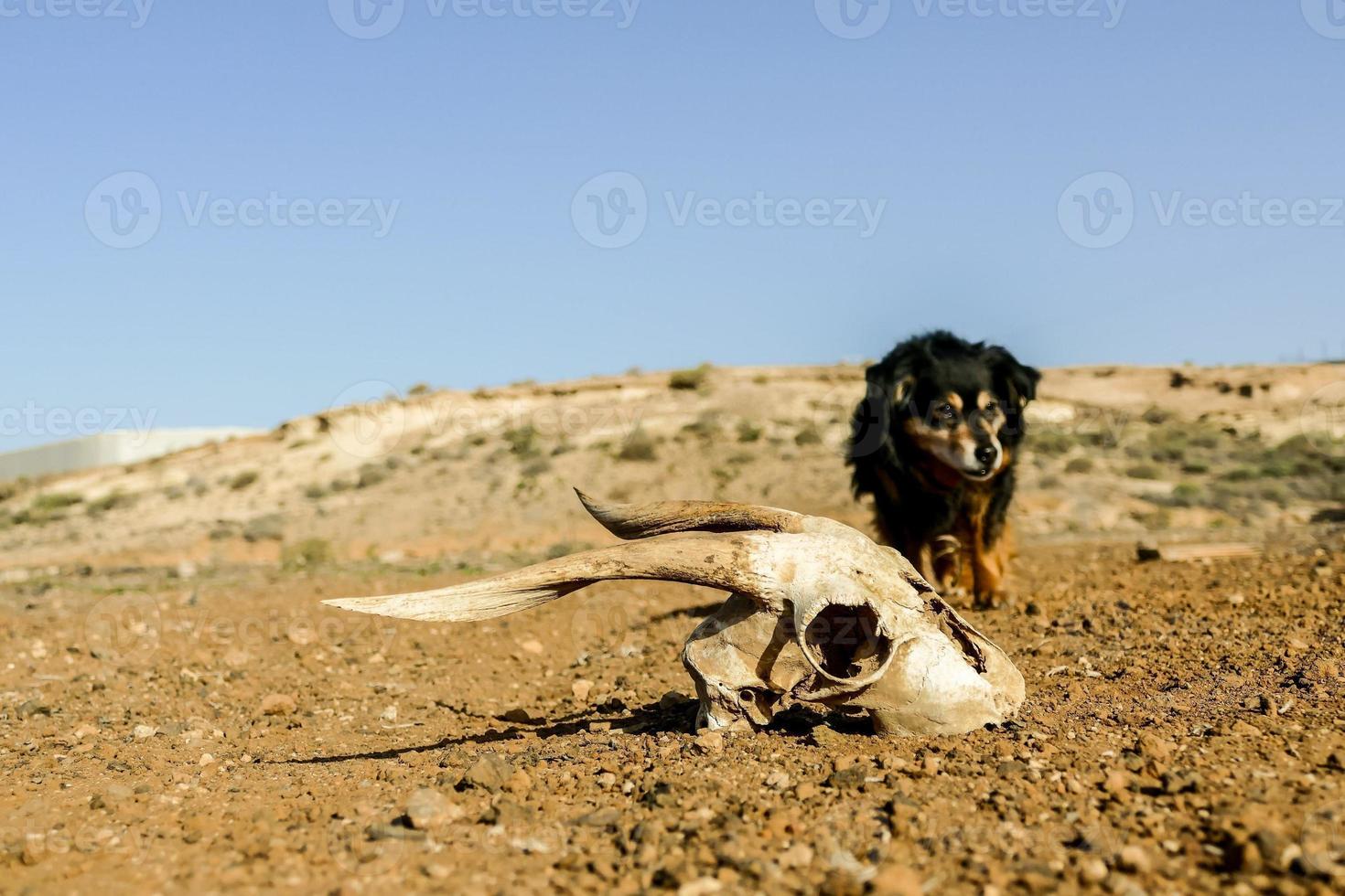 Animal skull in desert photo