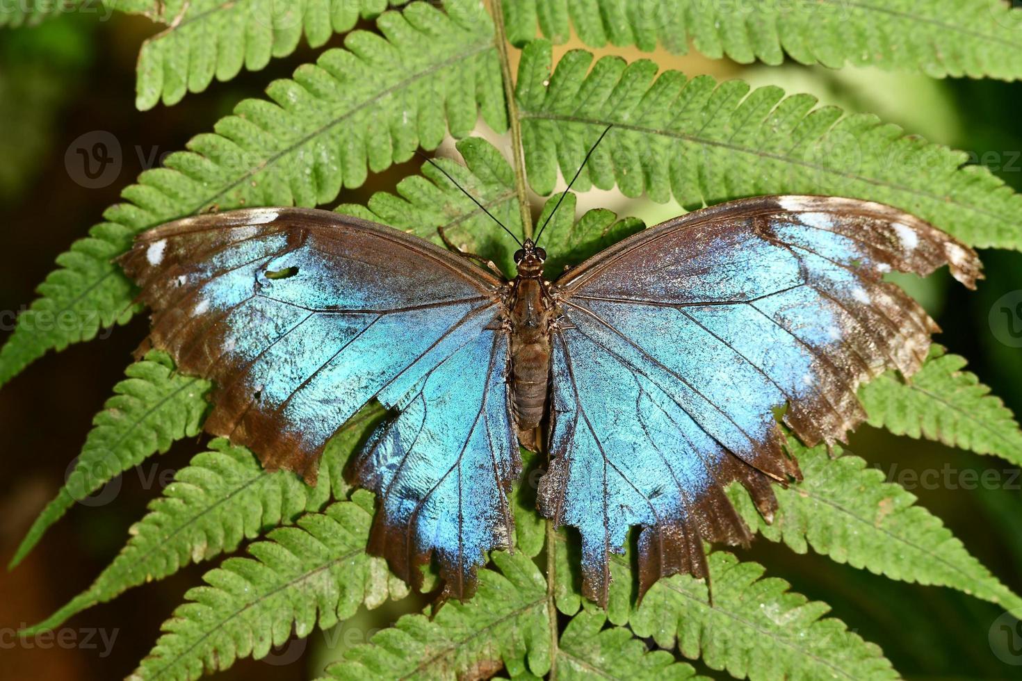 Butterfly on leaf photo