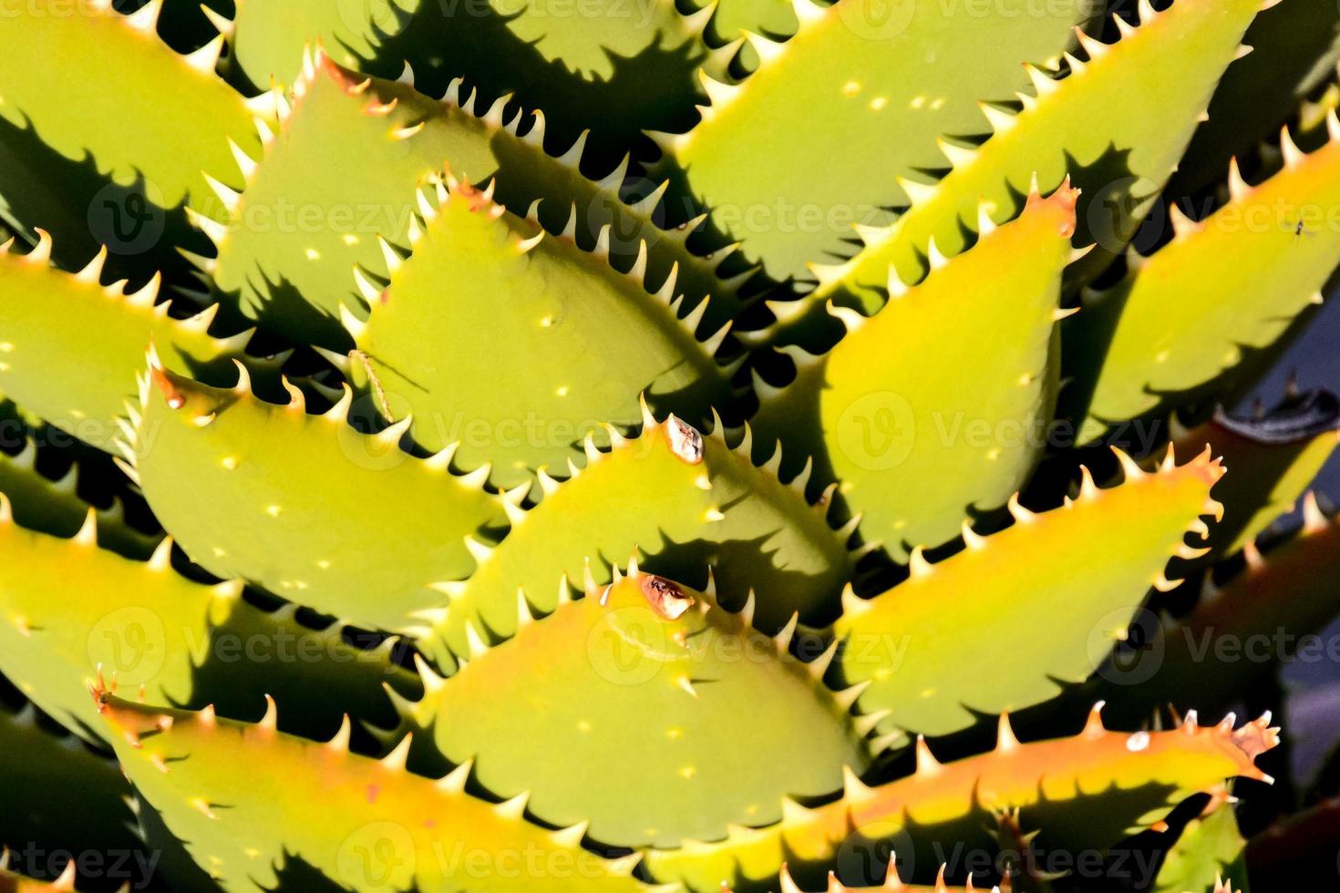 Cactus plant close-up photo