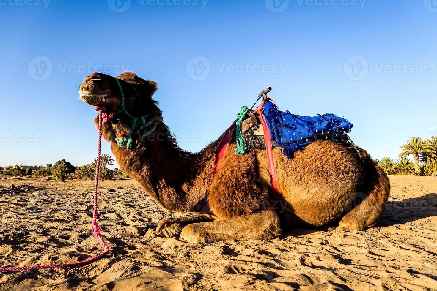 Camel on ground photo