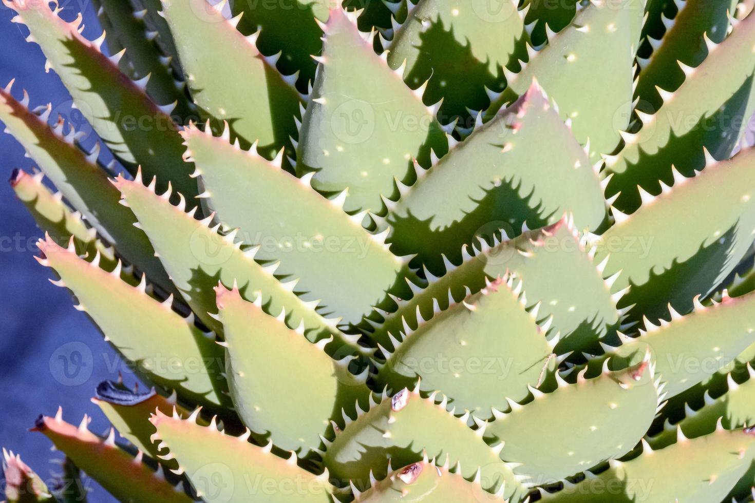 Cactus plant close-up photo