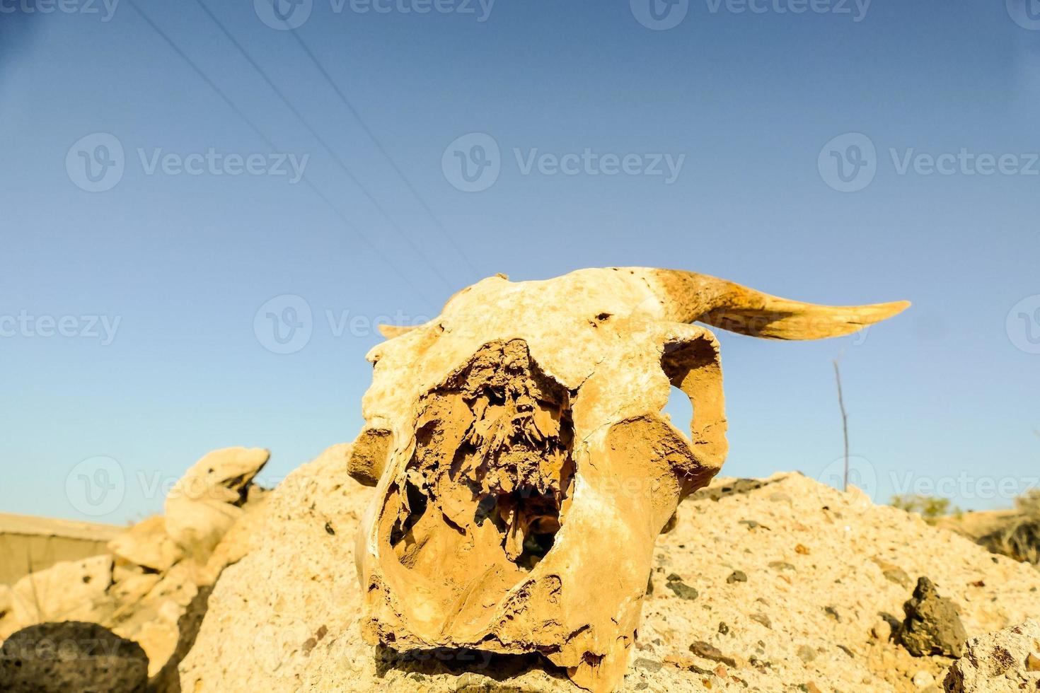 Animal skull view photo