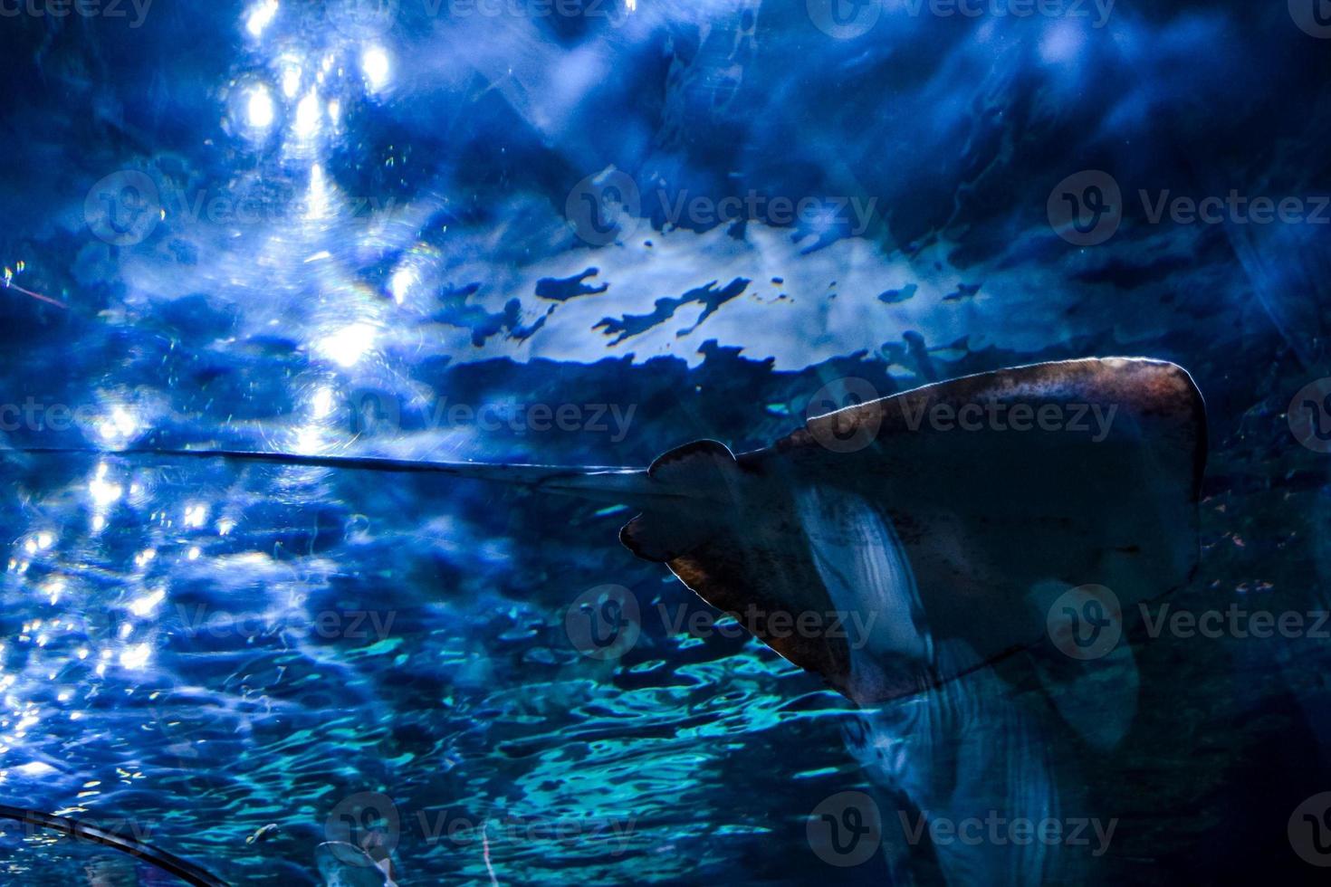 Stingray underwater view photo