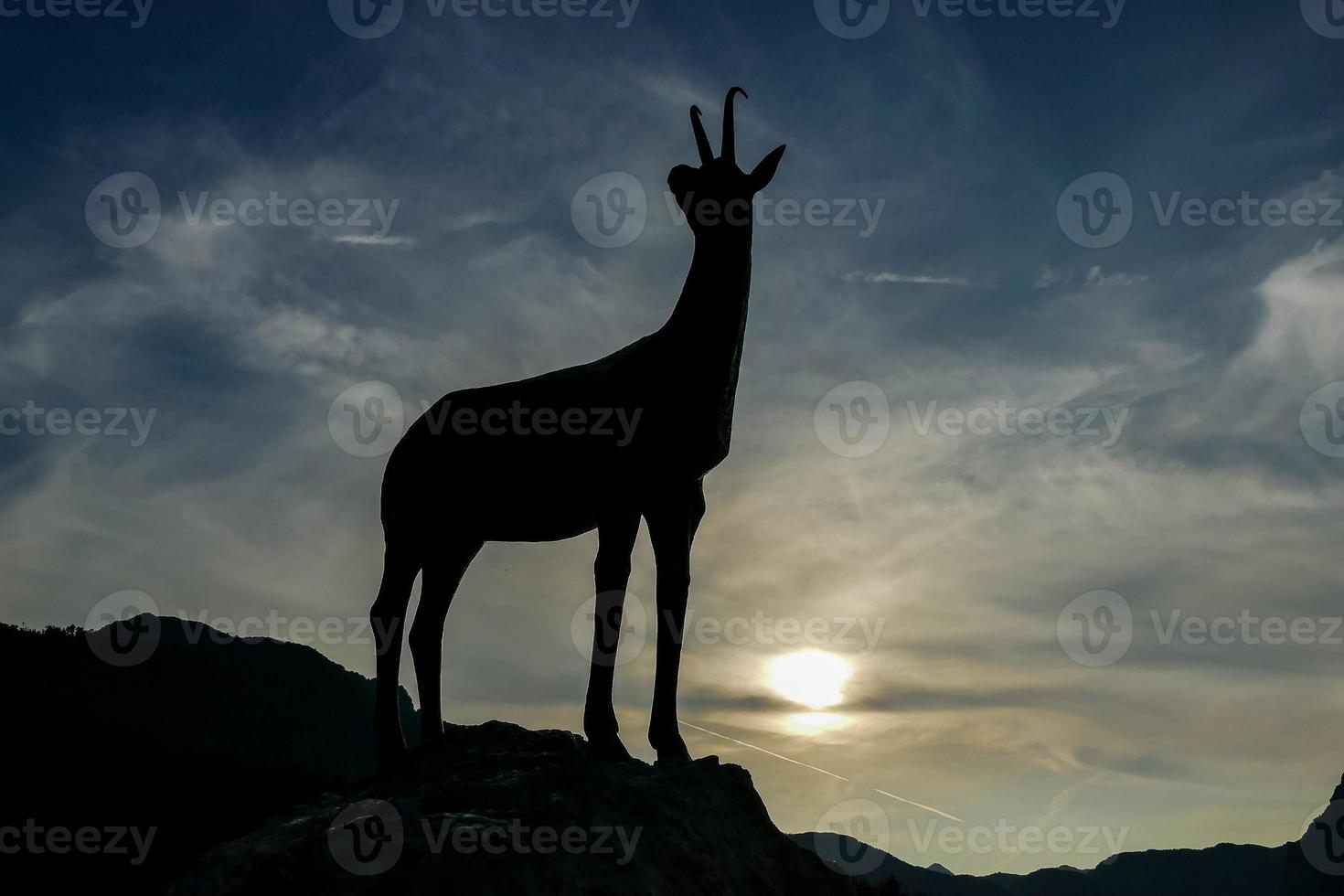 Animal silhouetted at sunset photo