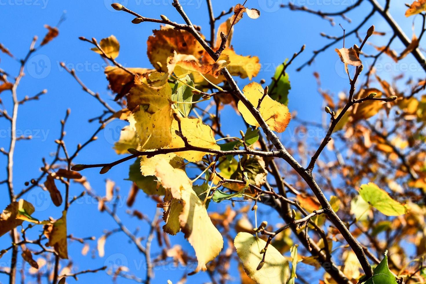 Yellow leaves view photo