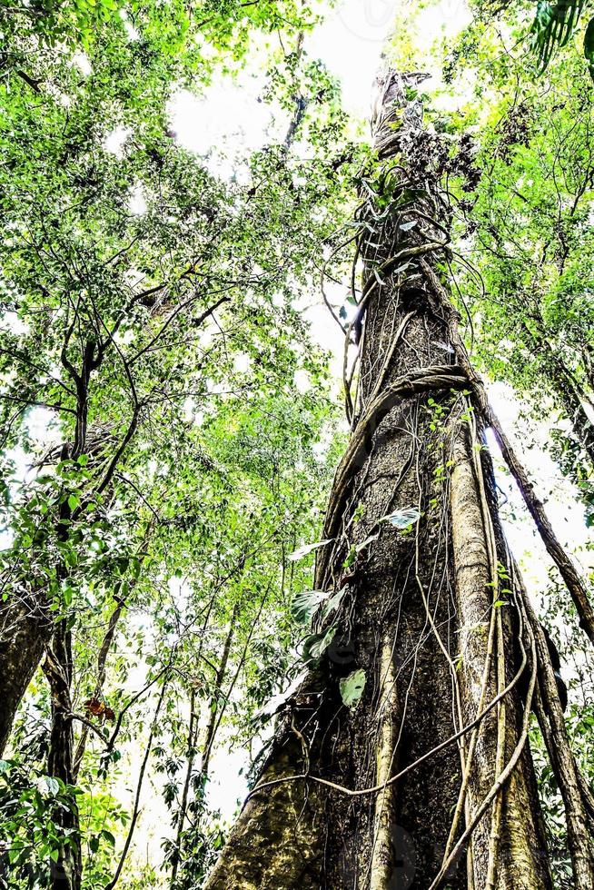 Tropical jungle in Costa Rica photo