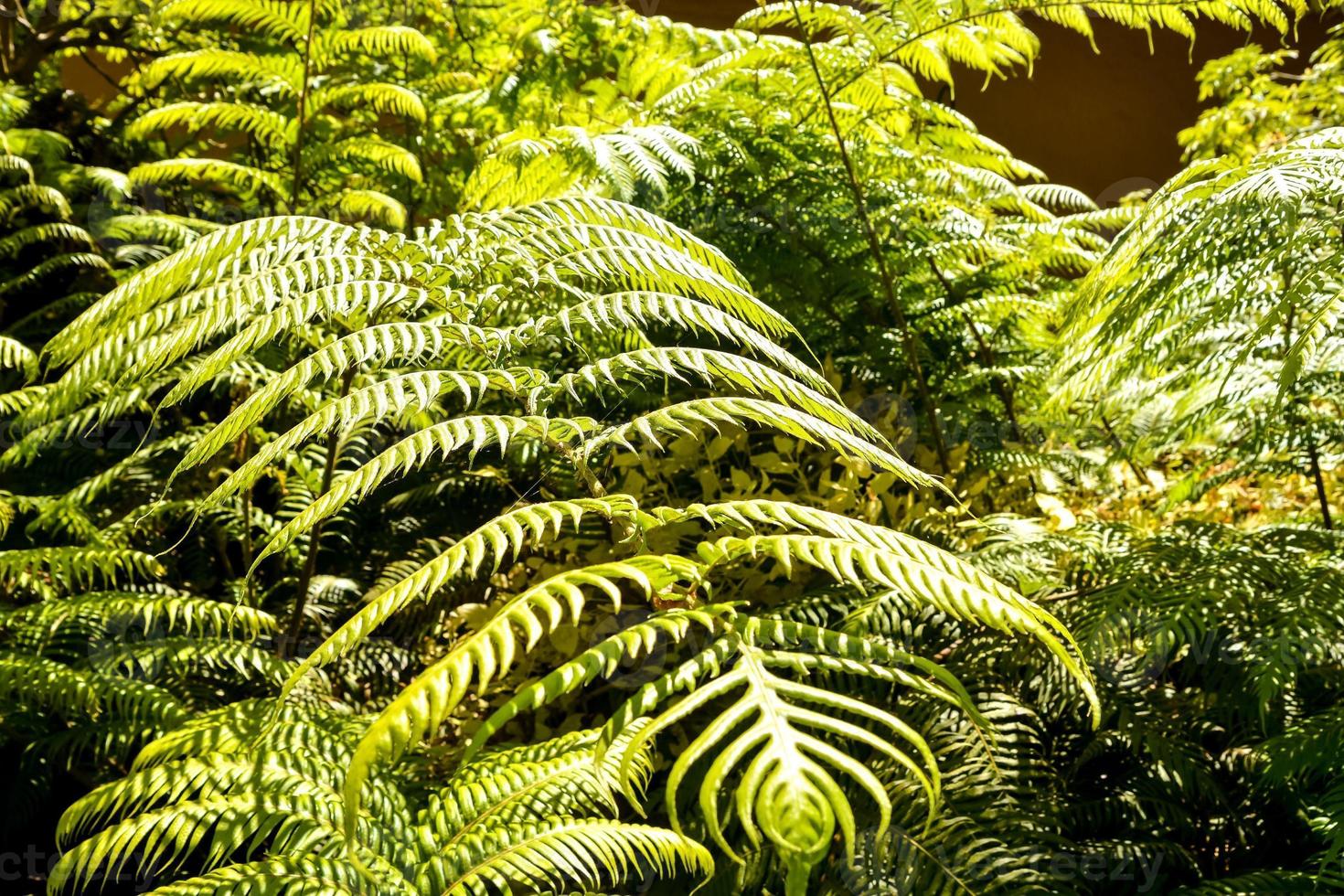 Green Plant Close-up photo
