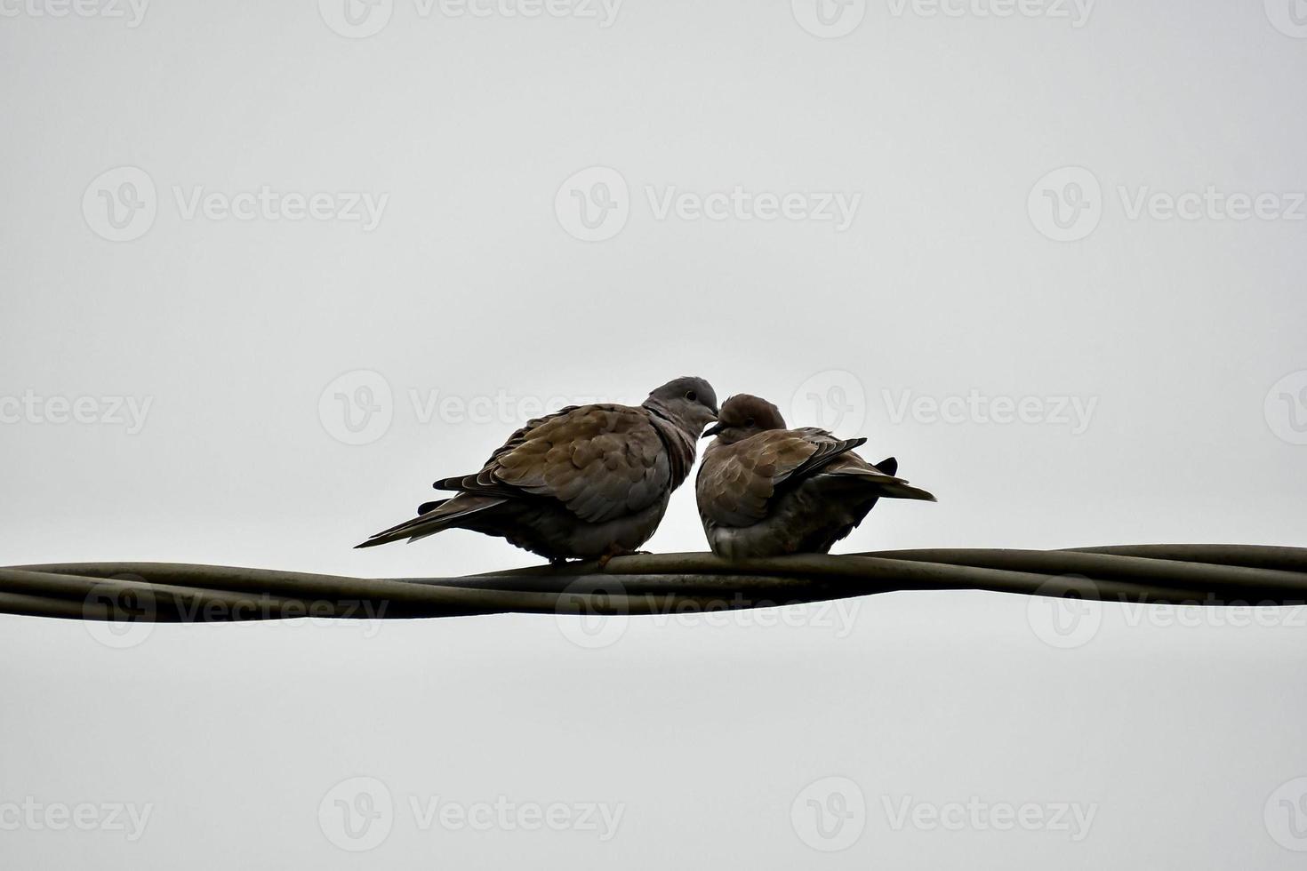 Birds on wire photo