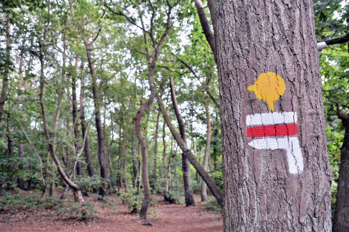 pintar en el arbol foto