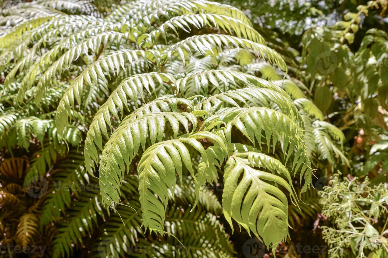 Green Plant Close-up photo