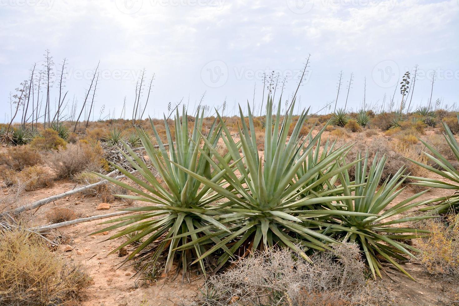 vista del paisaje árido foto