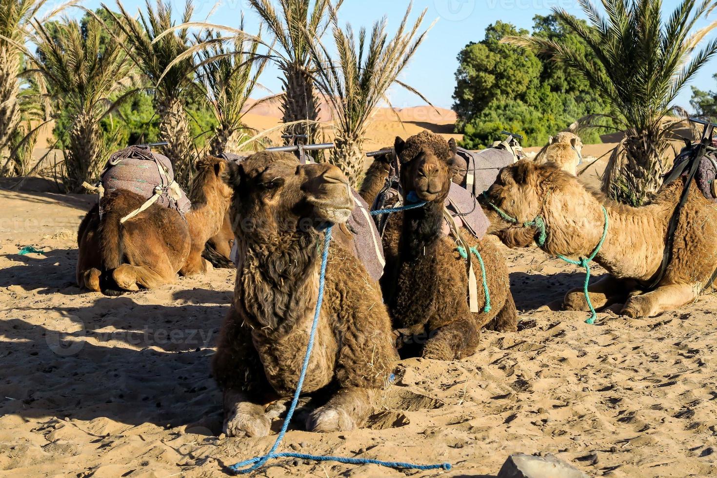 Camels on ground photo