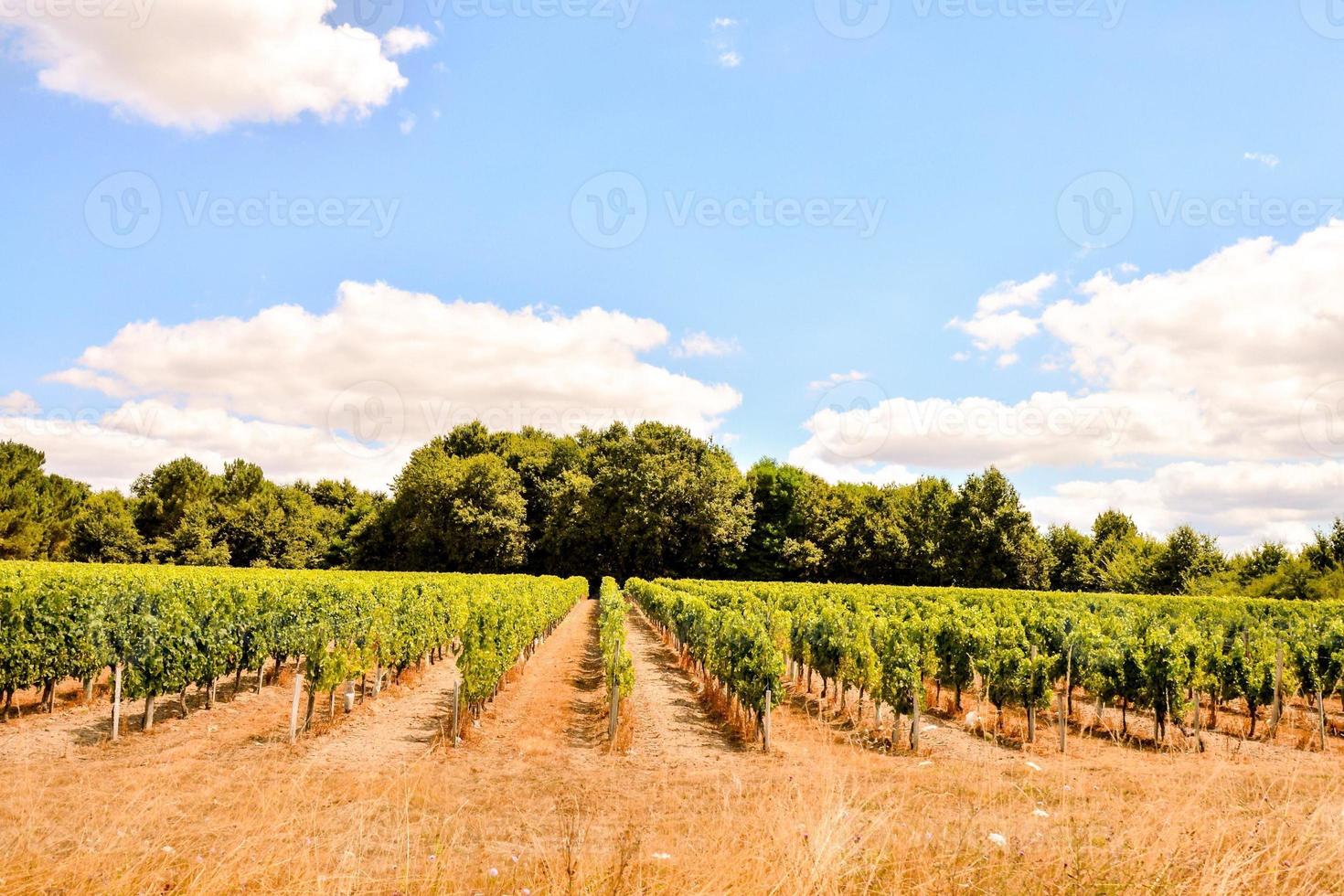 vista de un cultivo foto