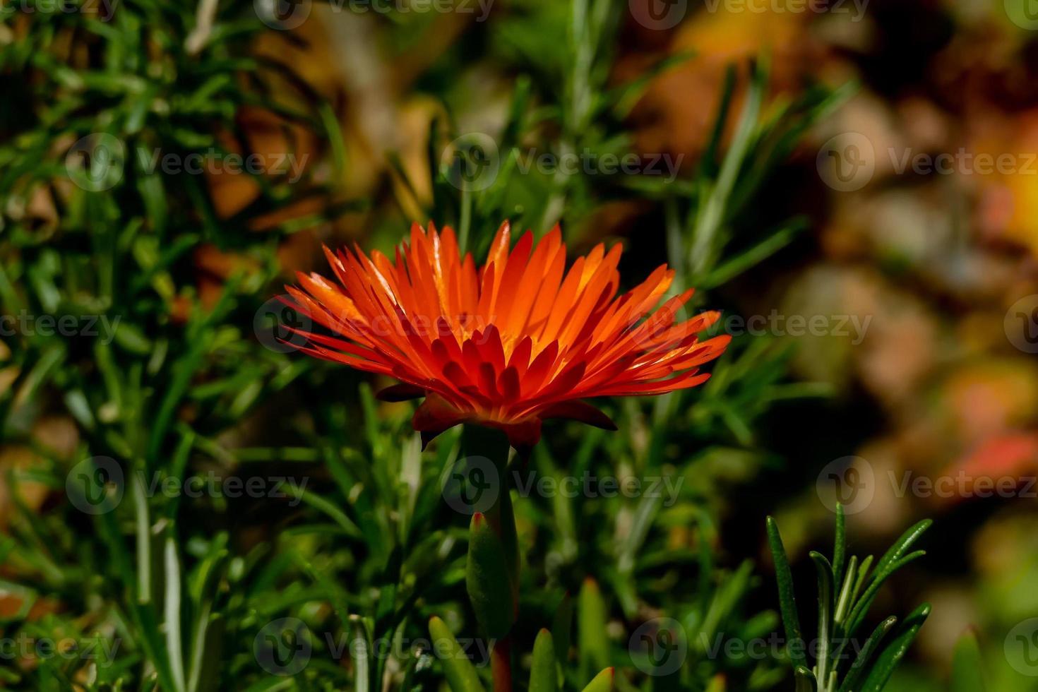 Flower close up photo