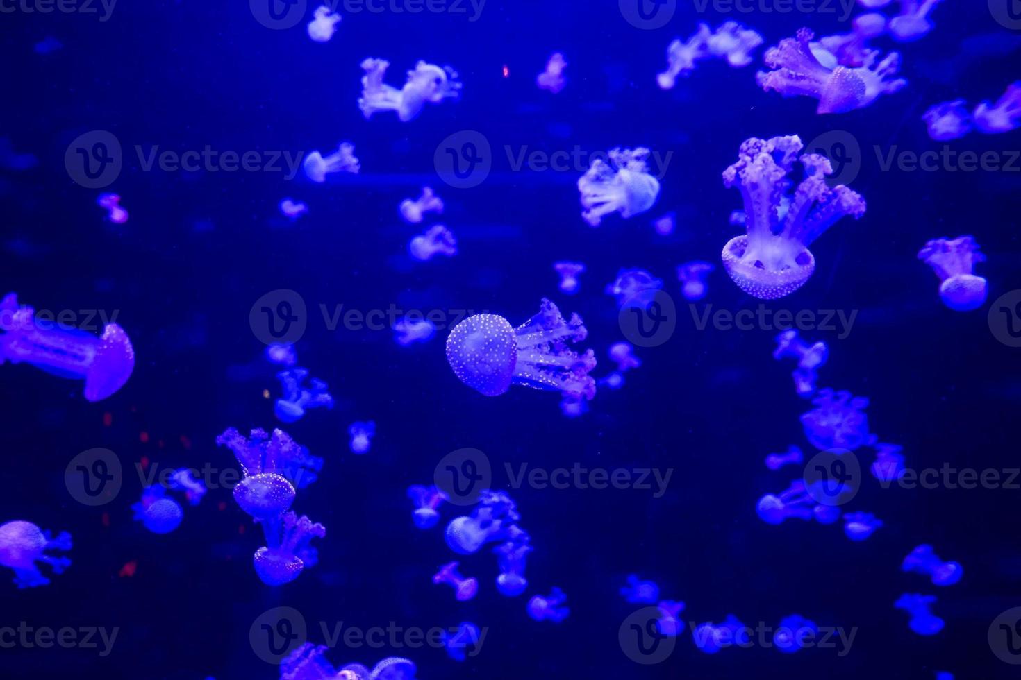 Jellyfish in water photo