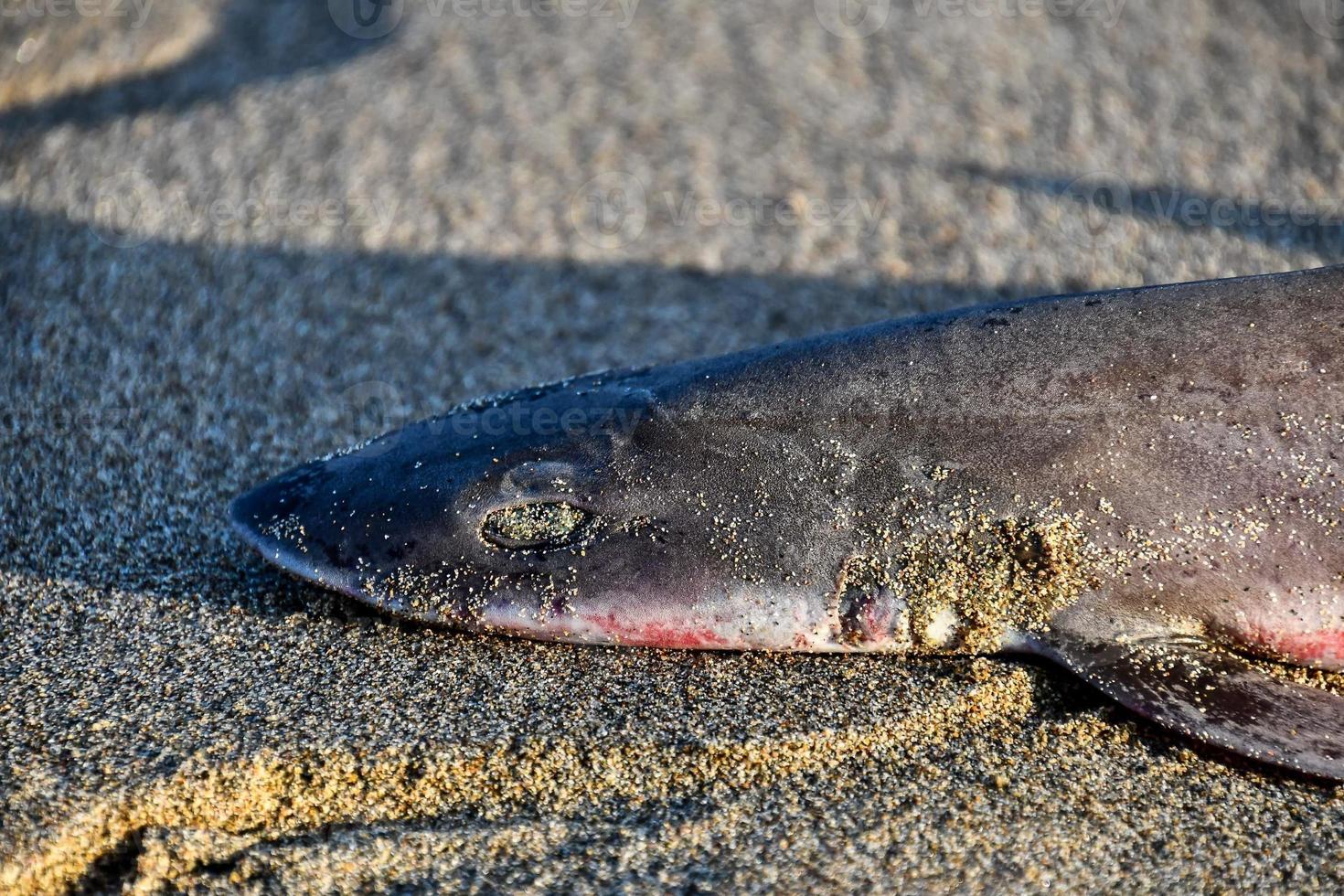 pescado en la playa foto