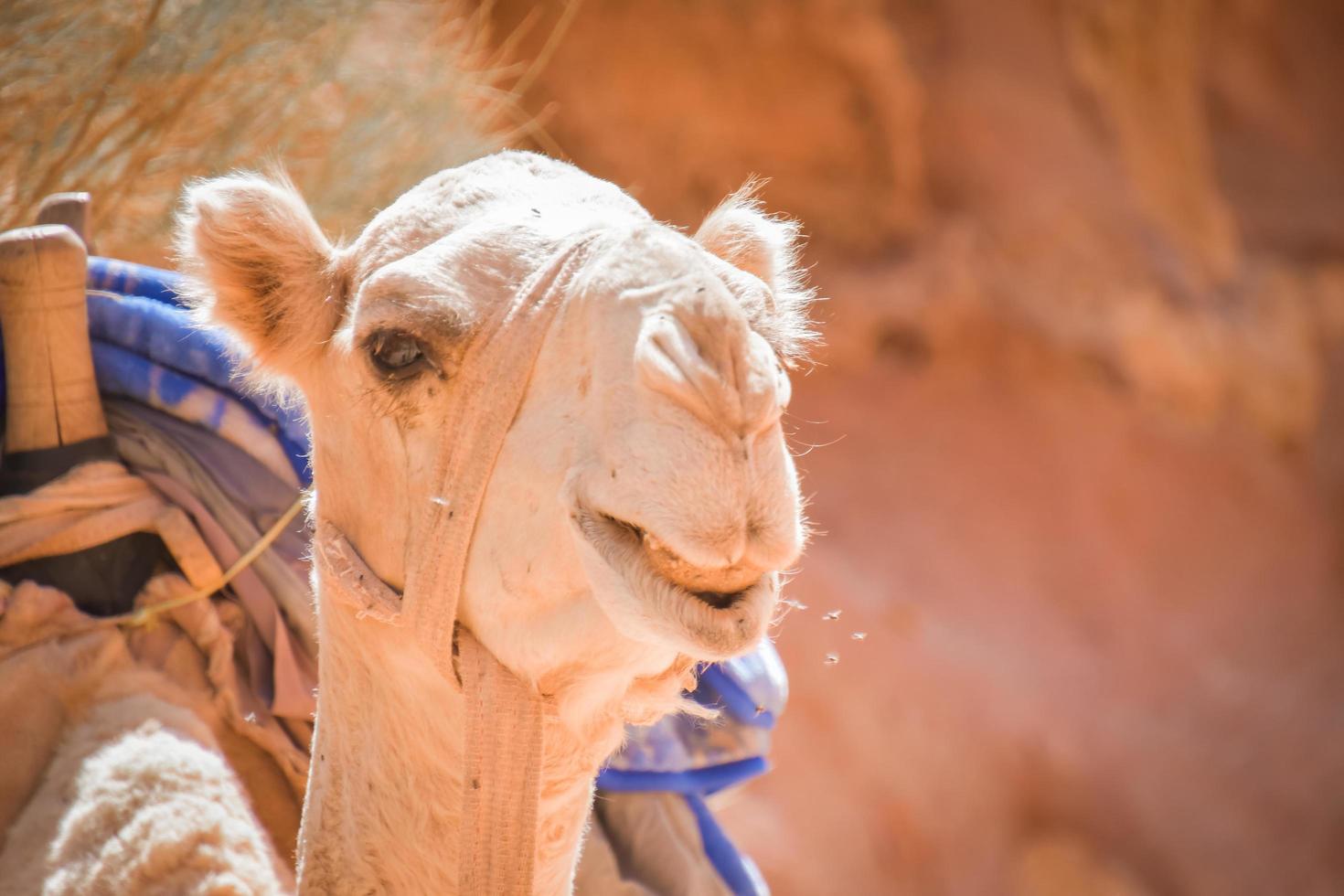 Camel portrait in desert photo