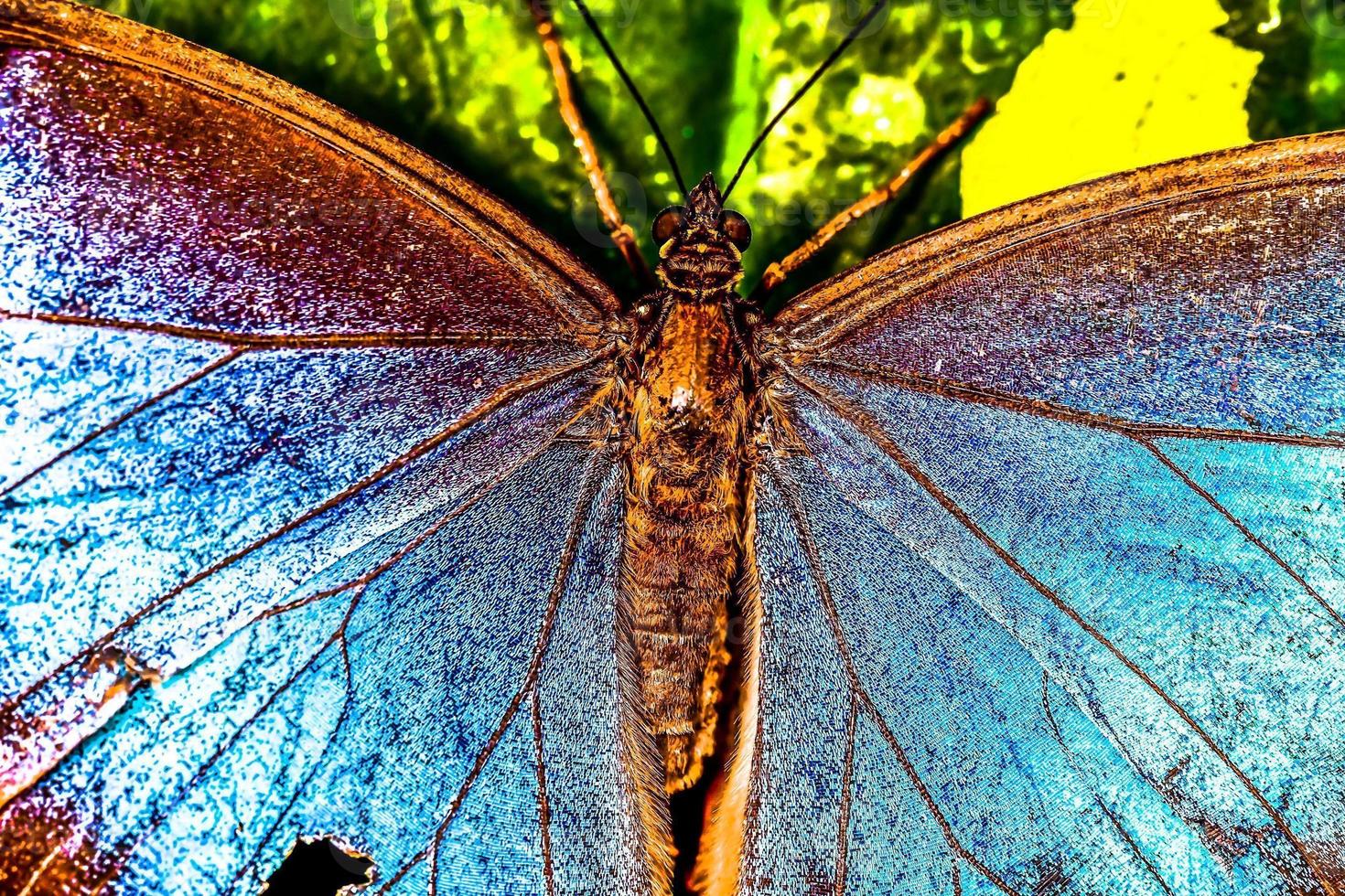Beautiful butterfly in Costa Rica photo
