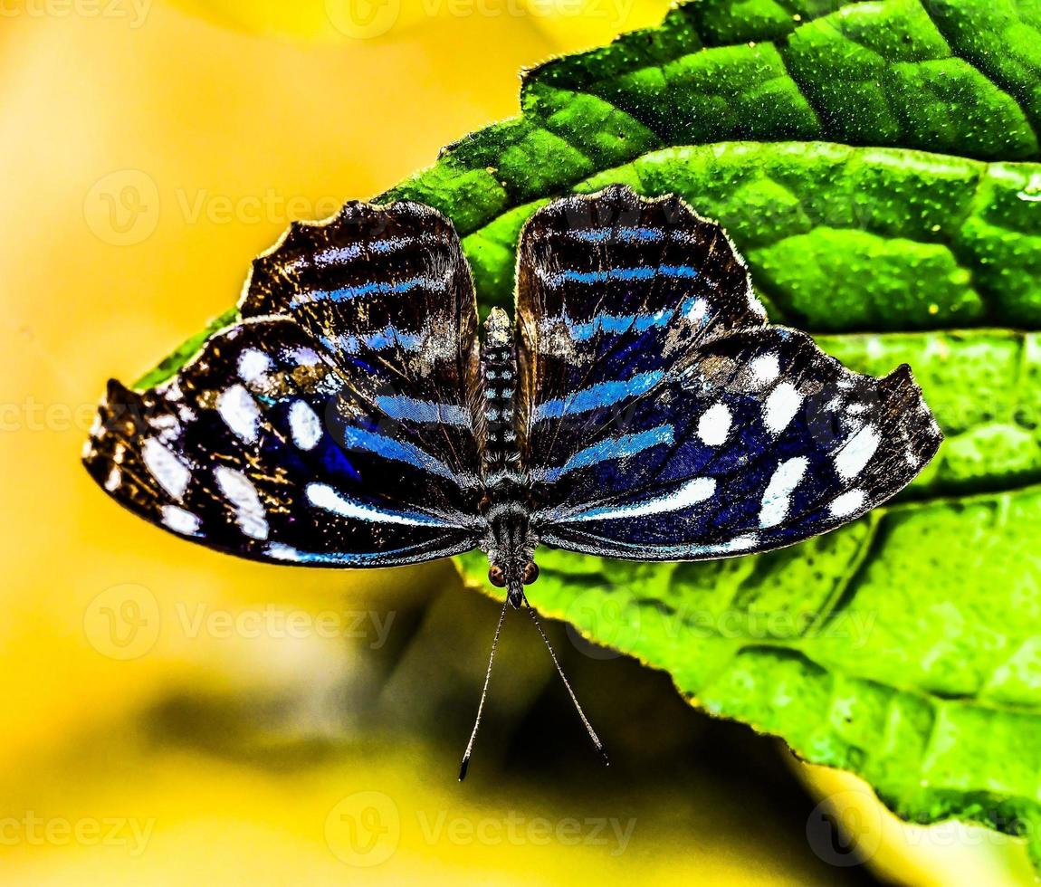 Beautiful butterfly in Costa Rica photo