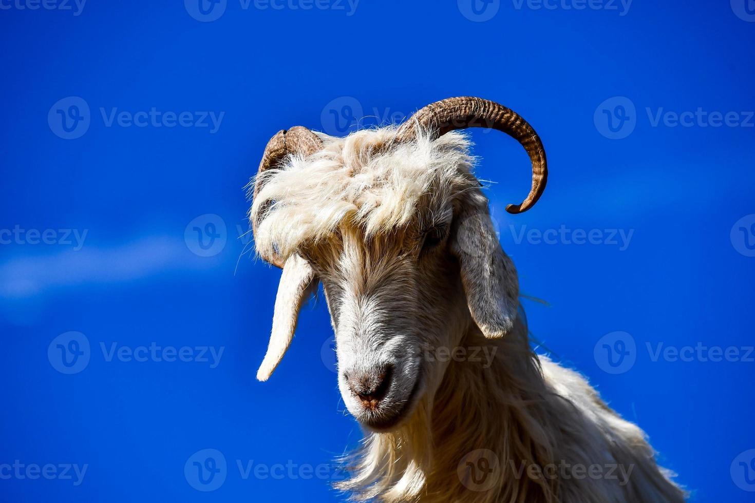 Goat and blue sky photo